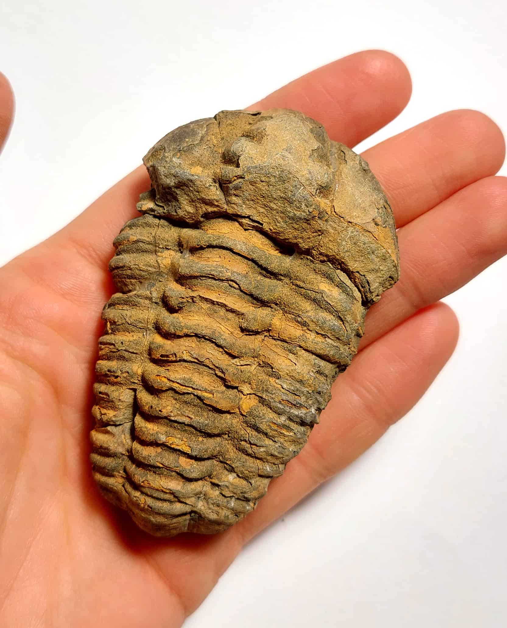 Trilobit fosilizat autentic Flexicalymene sp., 8,5 cm lungime specimen, 470 mil ani, Ordovician, Maroc - Image 10