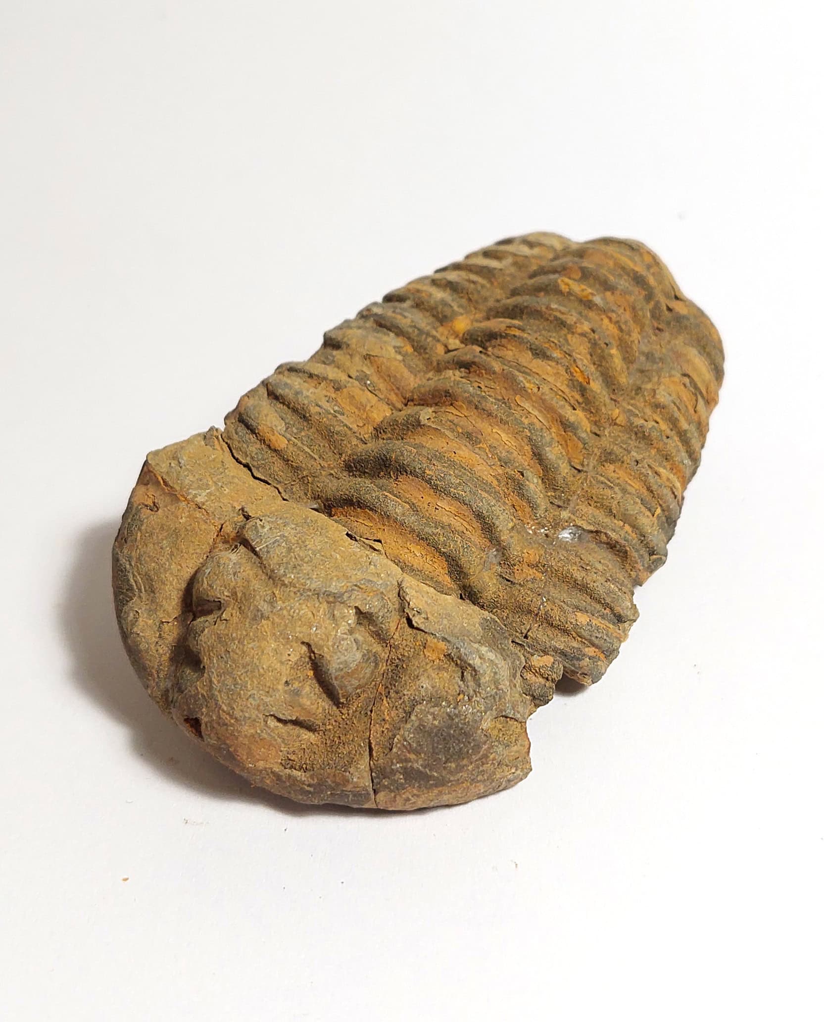 Trilobit fosilizat autentic Flexicalymene sp., 8,5 cm lungime specimen, 470 mil ani, Ordovician, Maroc - Image 3
