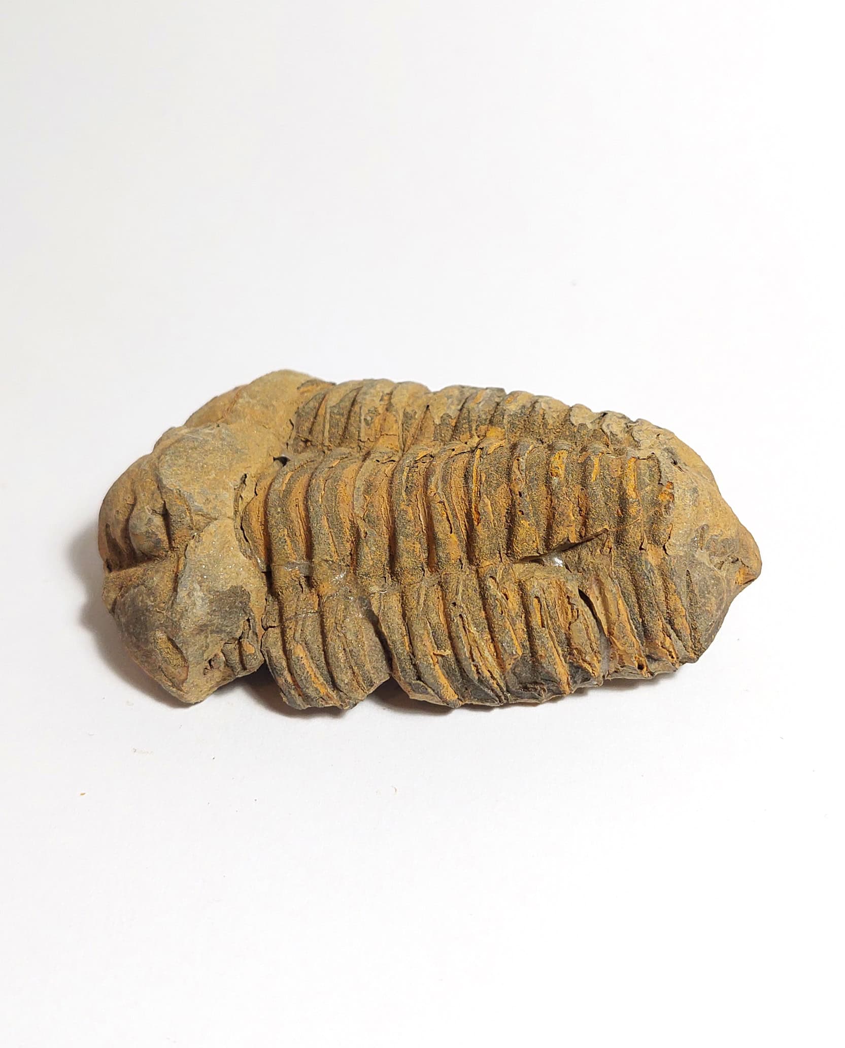 Trilobit fosilizat autentic Flexicalymene sp., 8,5 cm lungime specimen, 470 mil ani, Ordovician, Maroc - Image 4