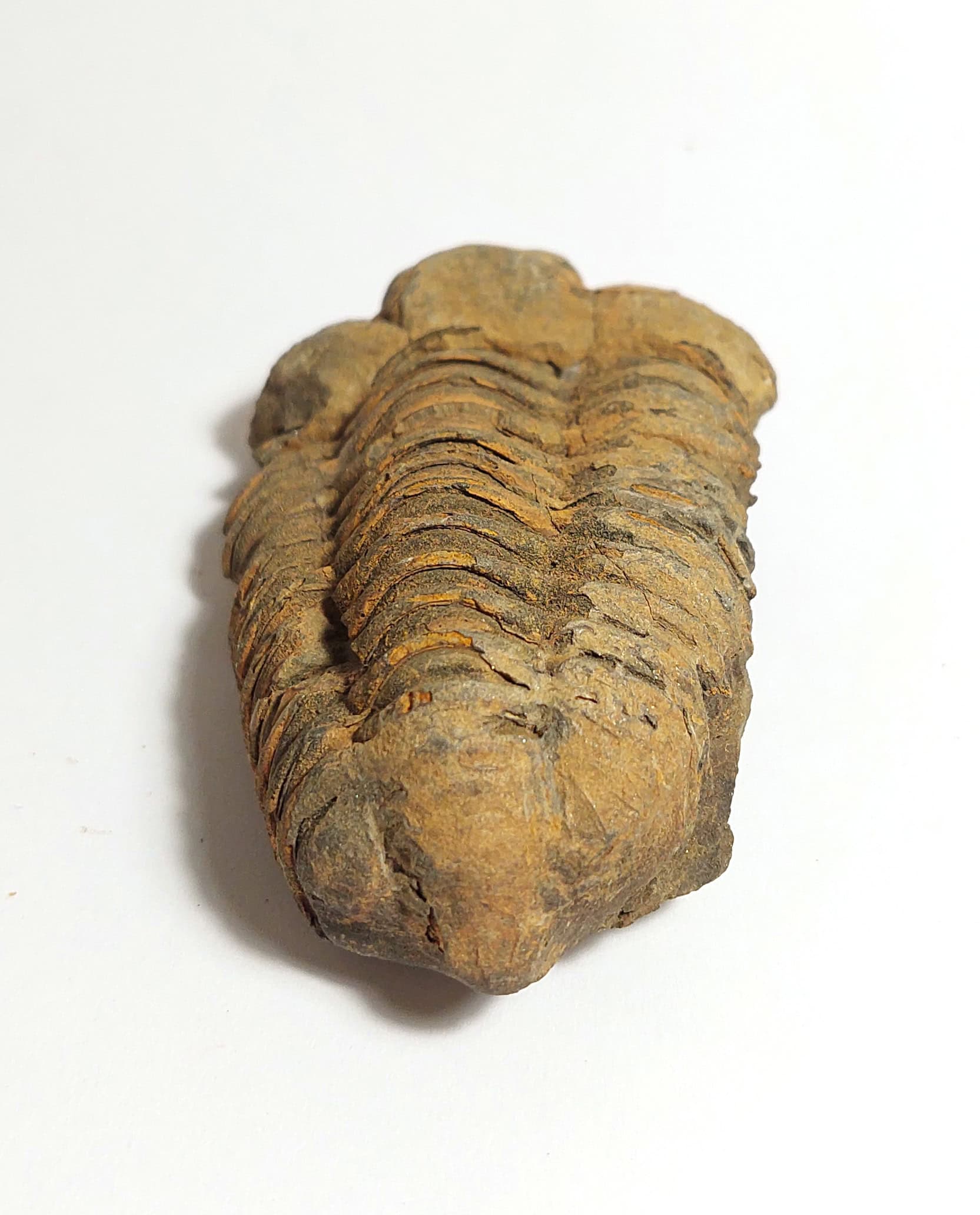 Trilobit fosilizat autentic Flexicalymene sp., 8,5 cm lungime specimen, 470 mil ani, Ordovician, Maroc - Image 5