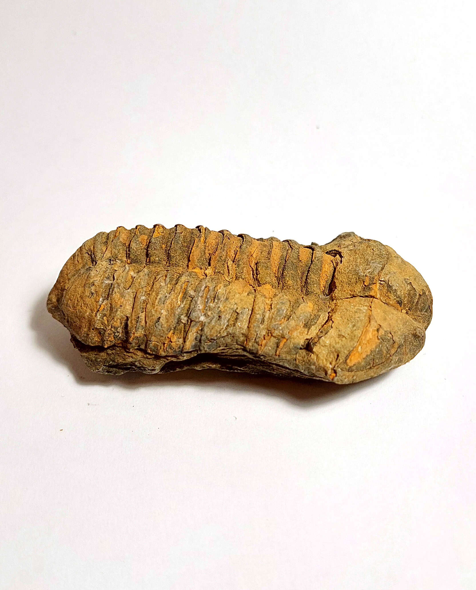 Trilobit fosilizat autentic Flexicalymene sp., 8,5 cm lungime specimen, 470 mil ani, Ordovician, Maroc - Image 6