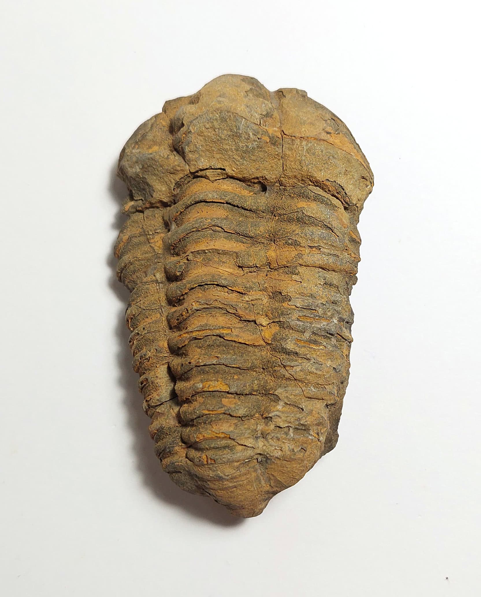 Trilobit fosilizat autentic Flexicalymene sp., 8,5 cm lungime specimen, 470 mil ani, Ordovician, Maroc - Image 7