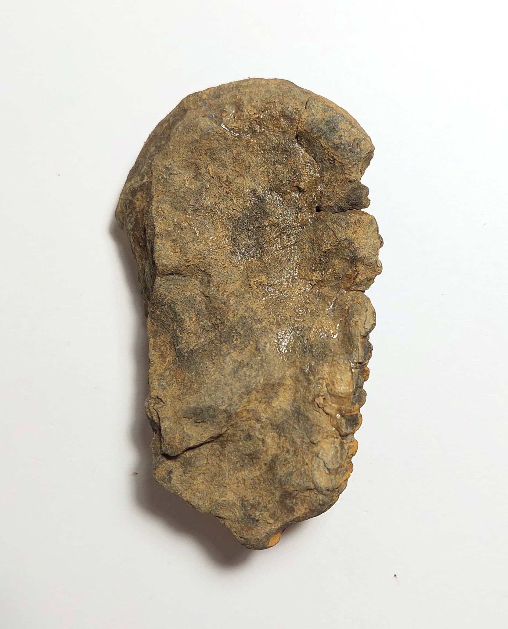 Trilobit fosilizat autentic Flexicalymene sp., 8,5 cm lungime specimen, 470 mil ani, Ordovician, Maroc - Image 8