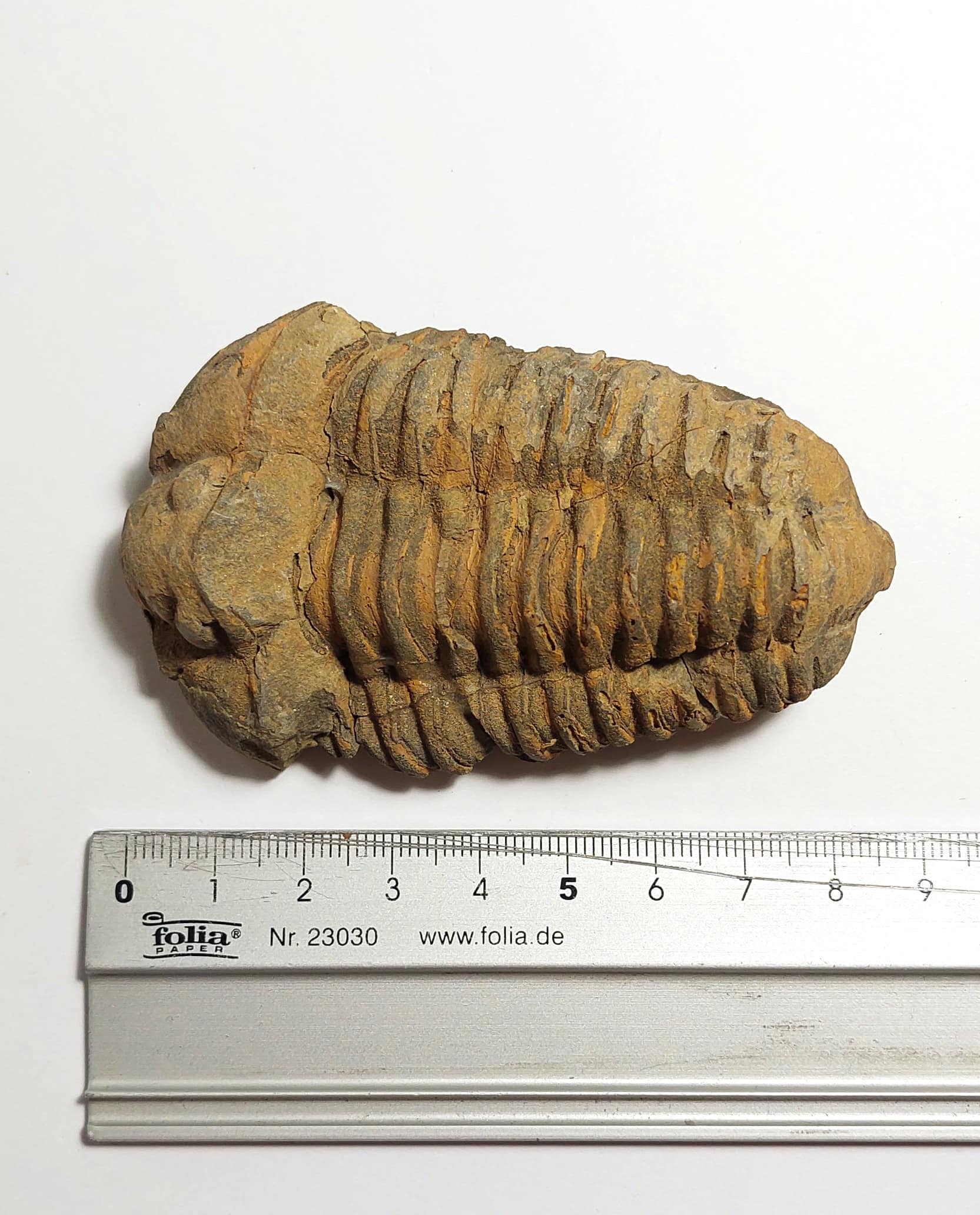 Trilobit fosilizat autentic Flexicalymene sp., 8,5 cm lungime specimen, 470 mil ani, Ordovician, Maroc - Image 9