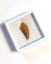 Authentic fossilized Raptor/Abelisaur tooth, 2.4 cm length, 96 million years old, Cretaceous, Morocco