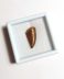 Authentic fossilized Raptor/Abelisaur tooth, 2.2 cm length, 96 million years old, Cretaceous, Morocco