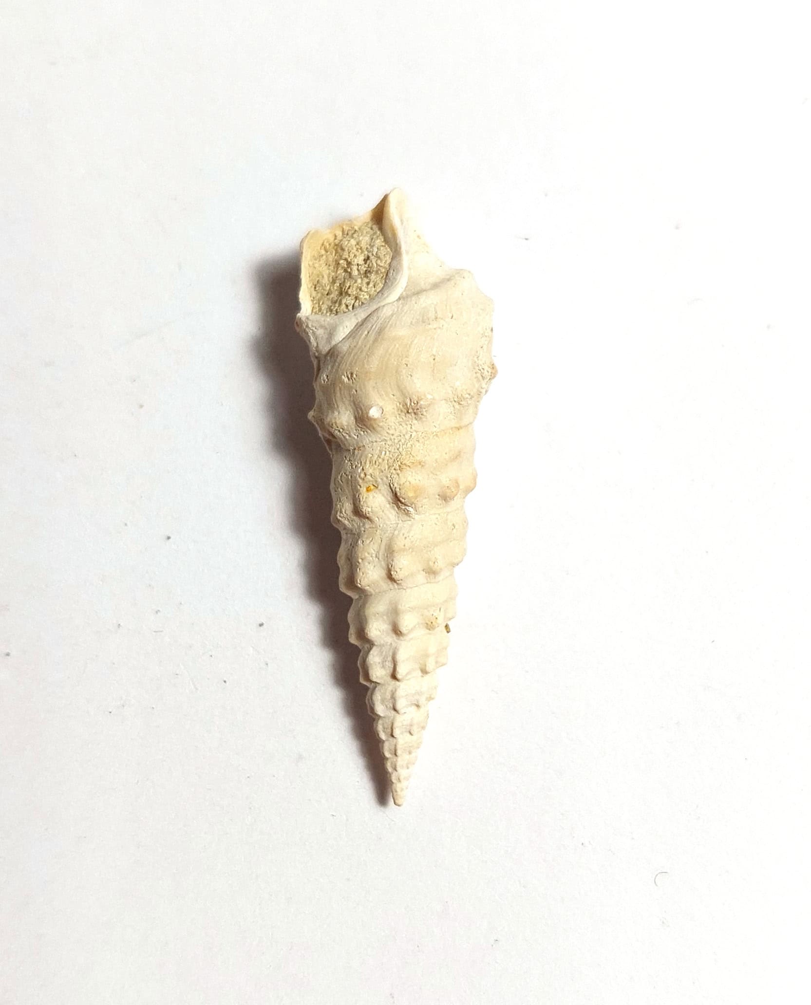 Melc fosilizat autentic Batillaria pleurotomoides, 3,2 cm lungime, 40 mil ani, Eocen, Franța - Image 3