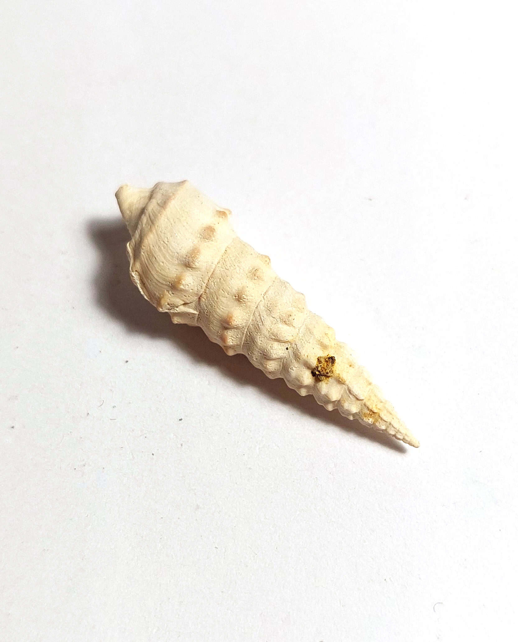 Melc fosilizat autentic Batillaria pleurotomoides, 3,2 cm lungime, 40 mil ani, Eocen, Franța - Image 4