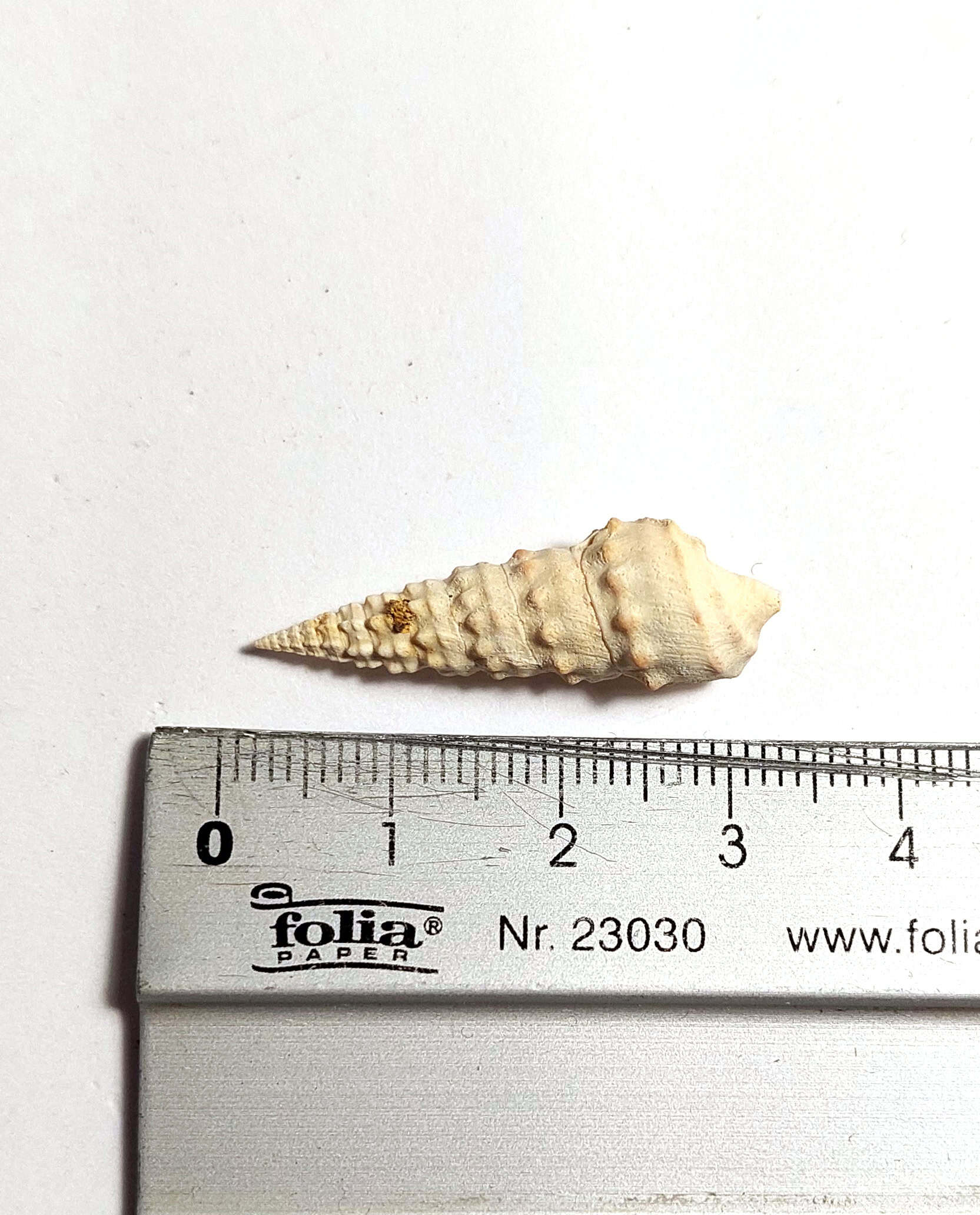 Melc fosilizat autentic Batillaria pleurotomoides, 3,2 cm lungime, 40 mil ani, Eocen, Franța - Image 5