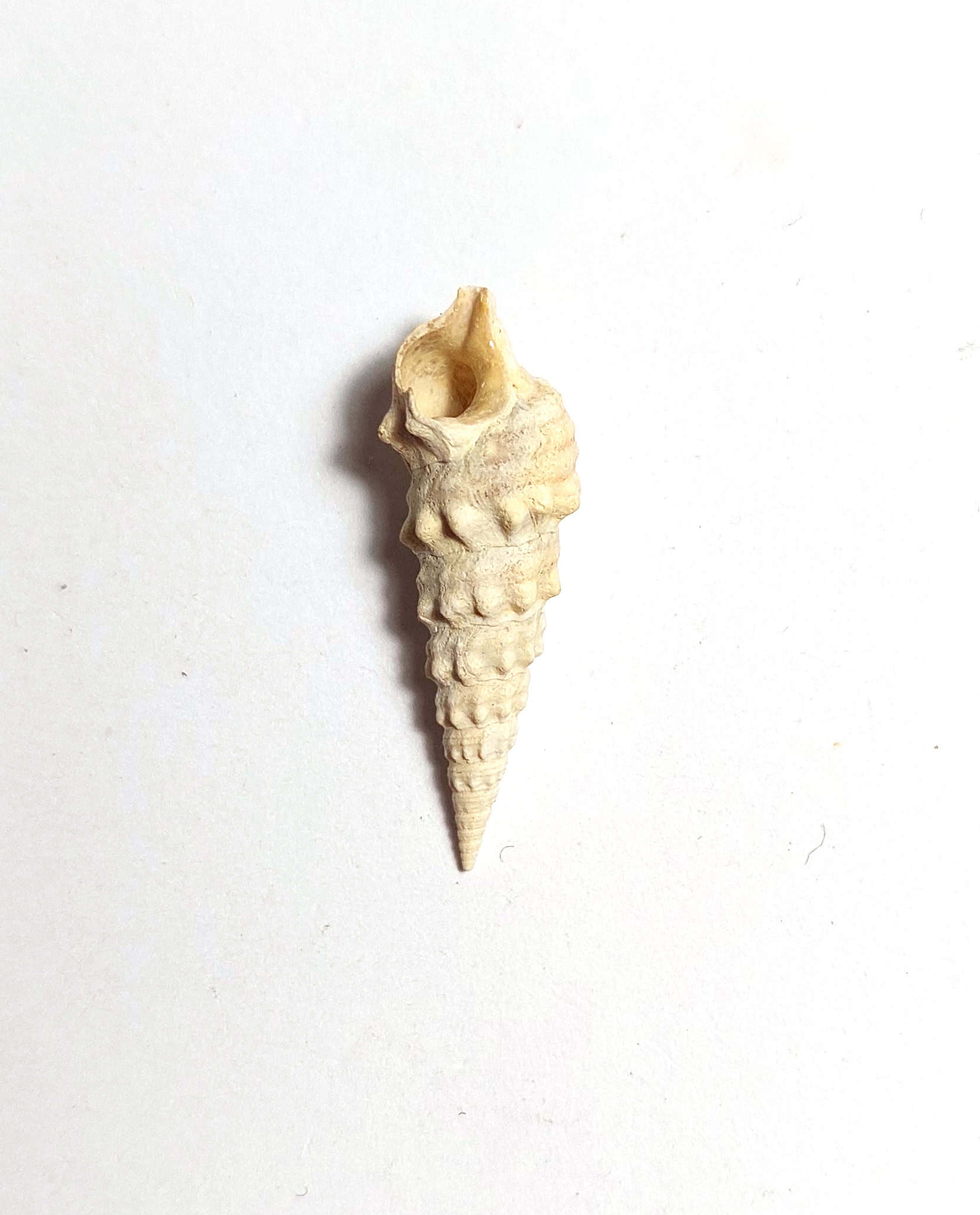 Melc fosilizat autentic Batillaria pleurotomoides, 2,7 cm lungime, 40 mil ani, Eocen, Franța - Image 3