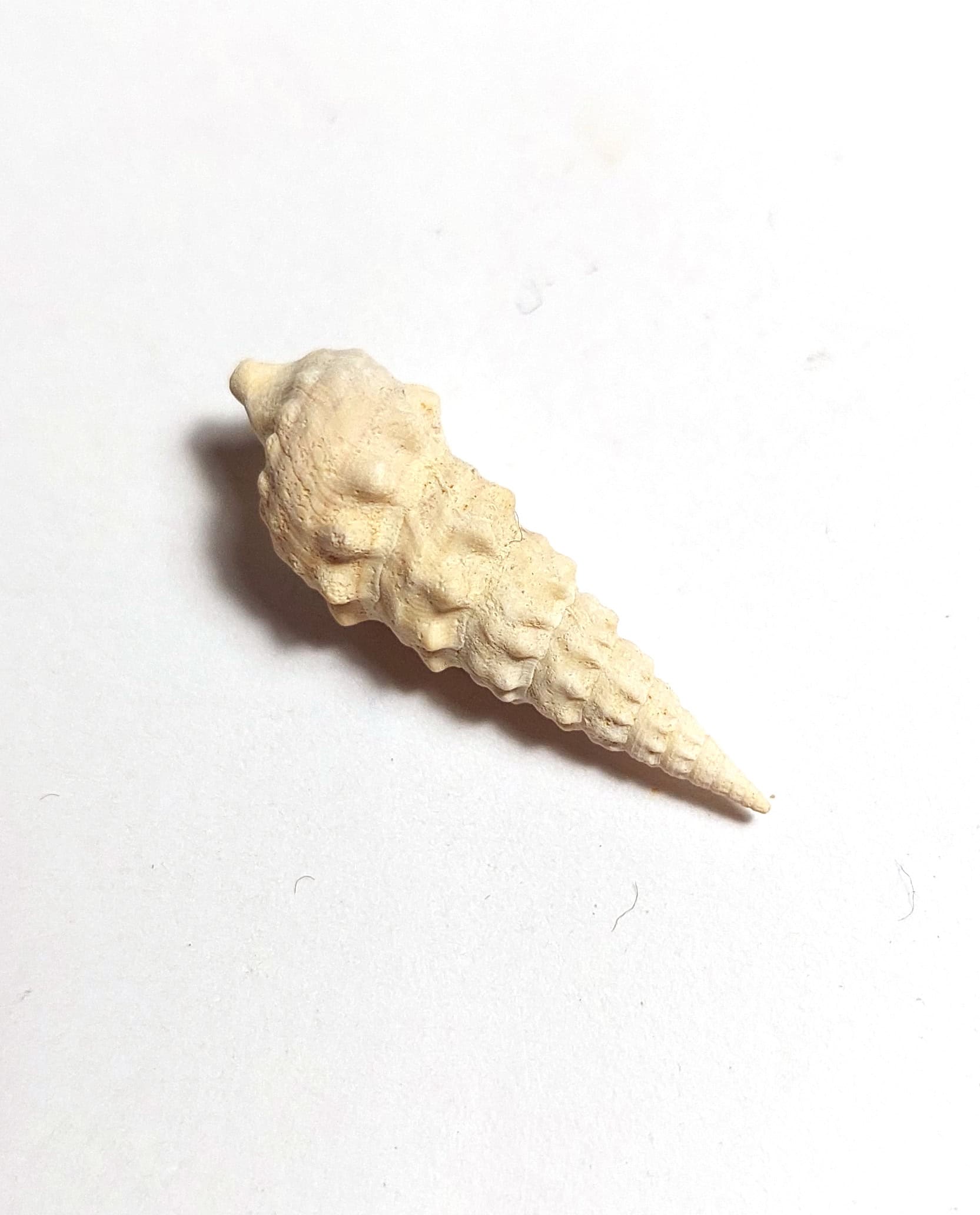 Melc fosilizat autentic Batillaria pleurotomoides, 2,7 cm lungime, 40 mil ani, Eocen, Franța - Image 4