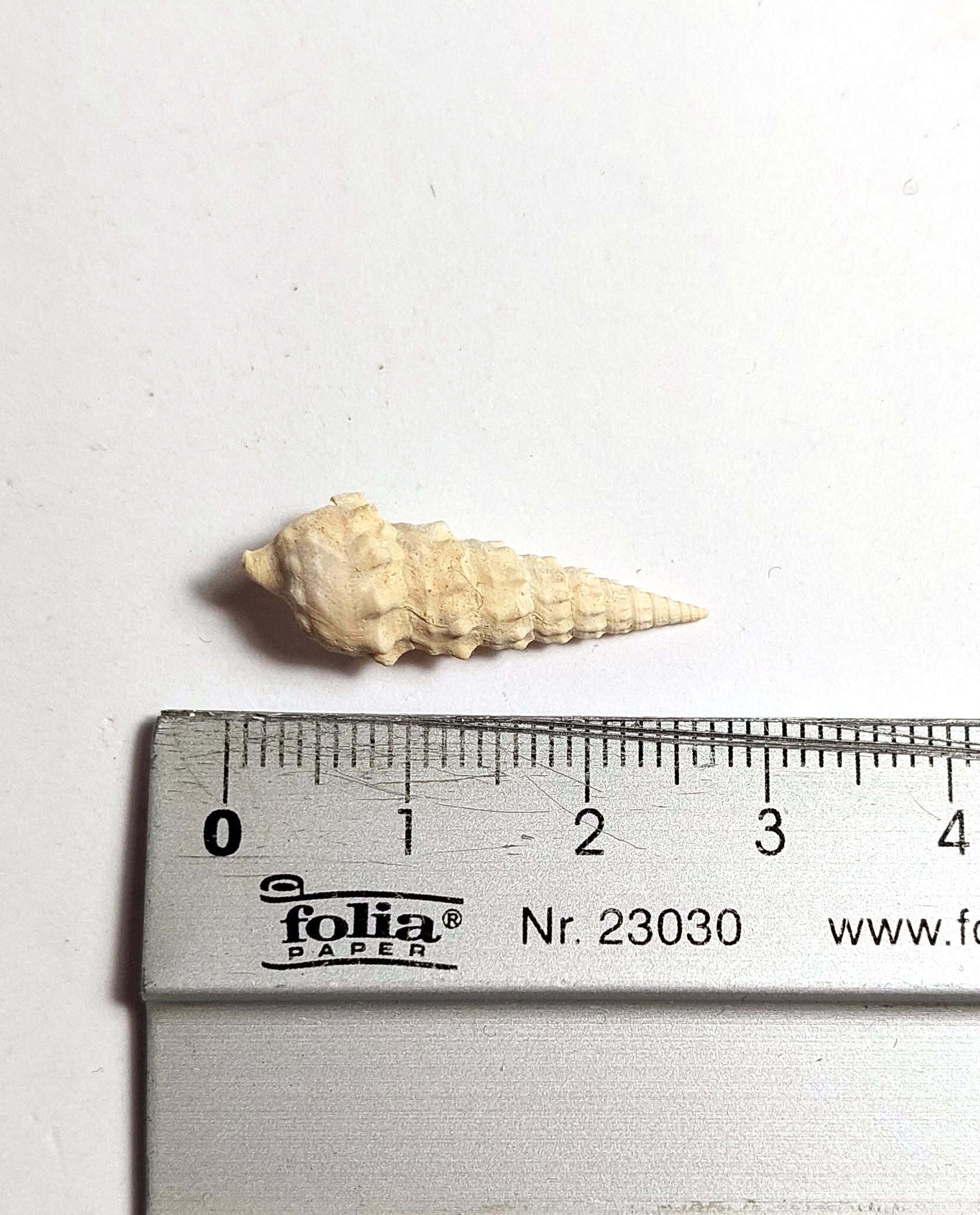 Melc fosilizat autentic Batillaria pleurotomoides, 2,7 cm lungime, 40 mil ani, Eocen, Franța - Image 5