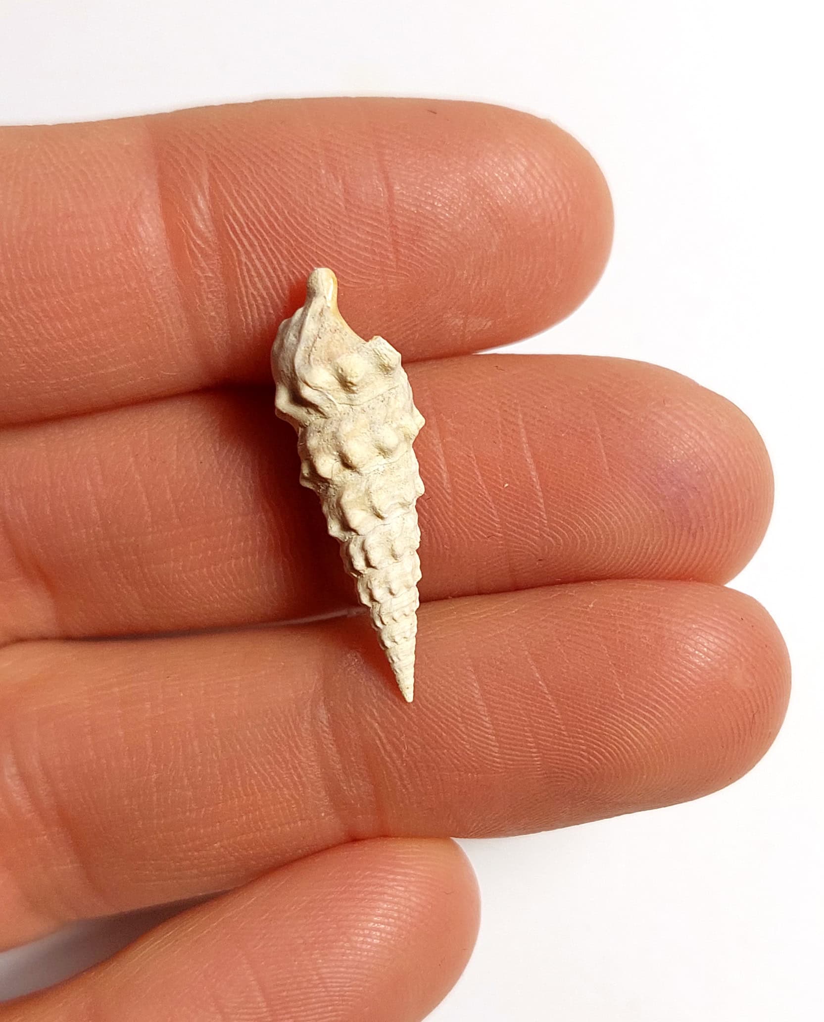 Melc fosilizat autentic Batillaria pleurotomoides, 2,7 cm lungime, 40 mil ani, Eocen, Franța - Image 6