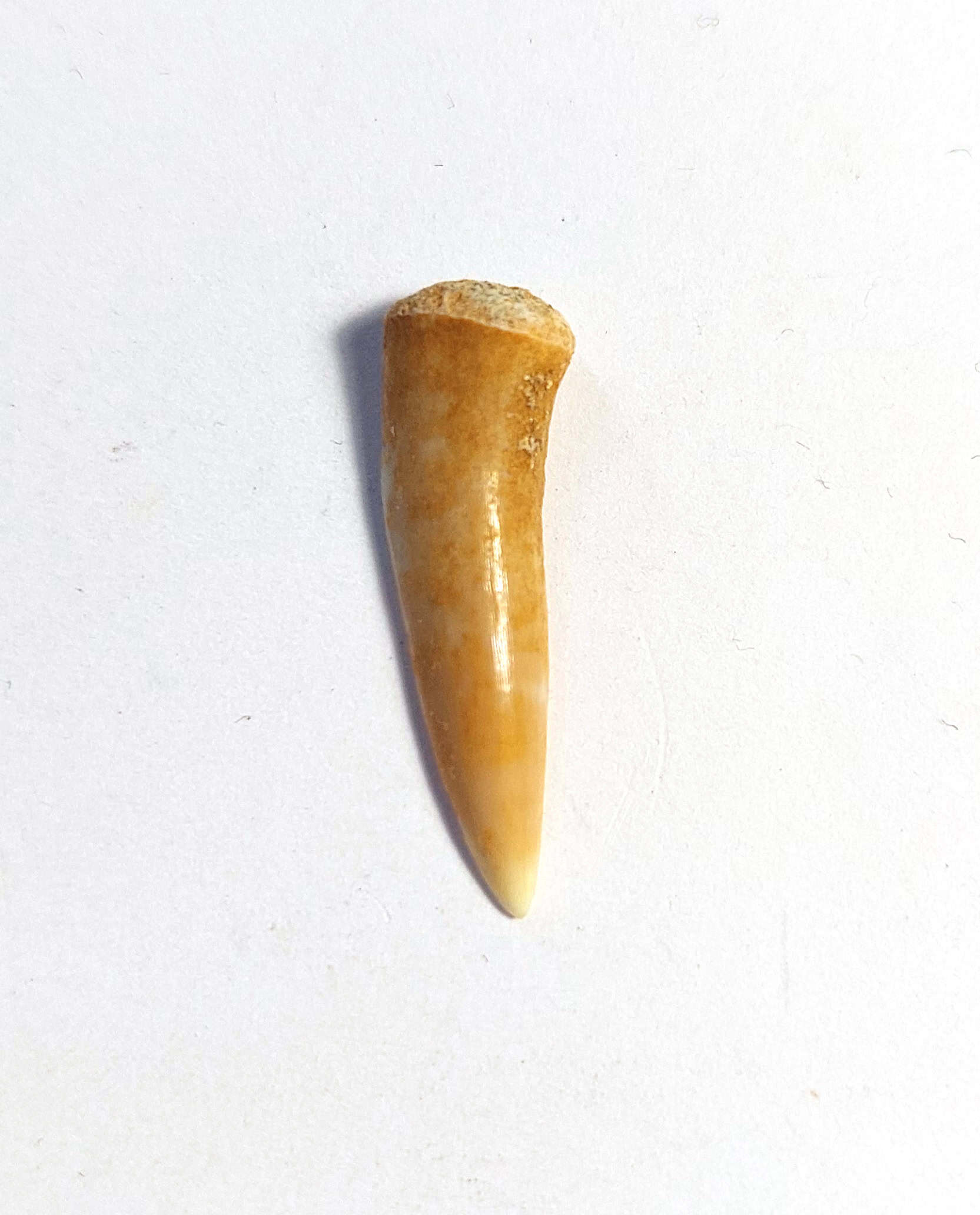 Dinte fosilizat autentic de pește răpitor Enchodus, 2,5 cm lungime, 70 mil ani, Cretacic, Maroc - Image 3