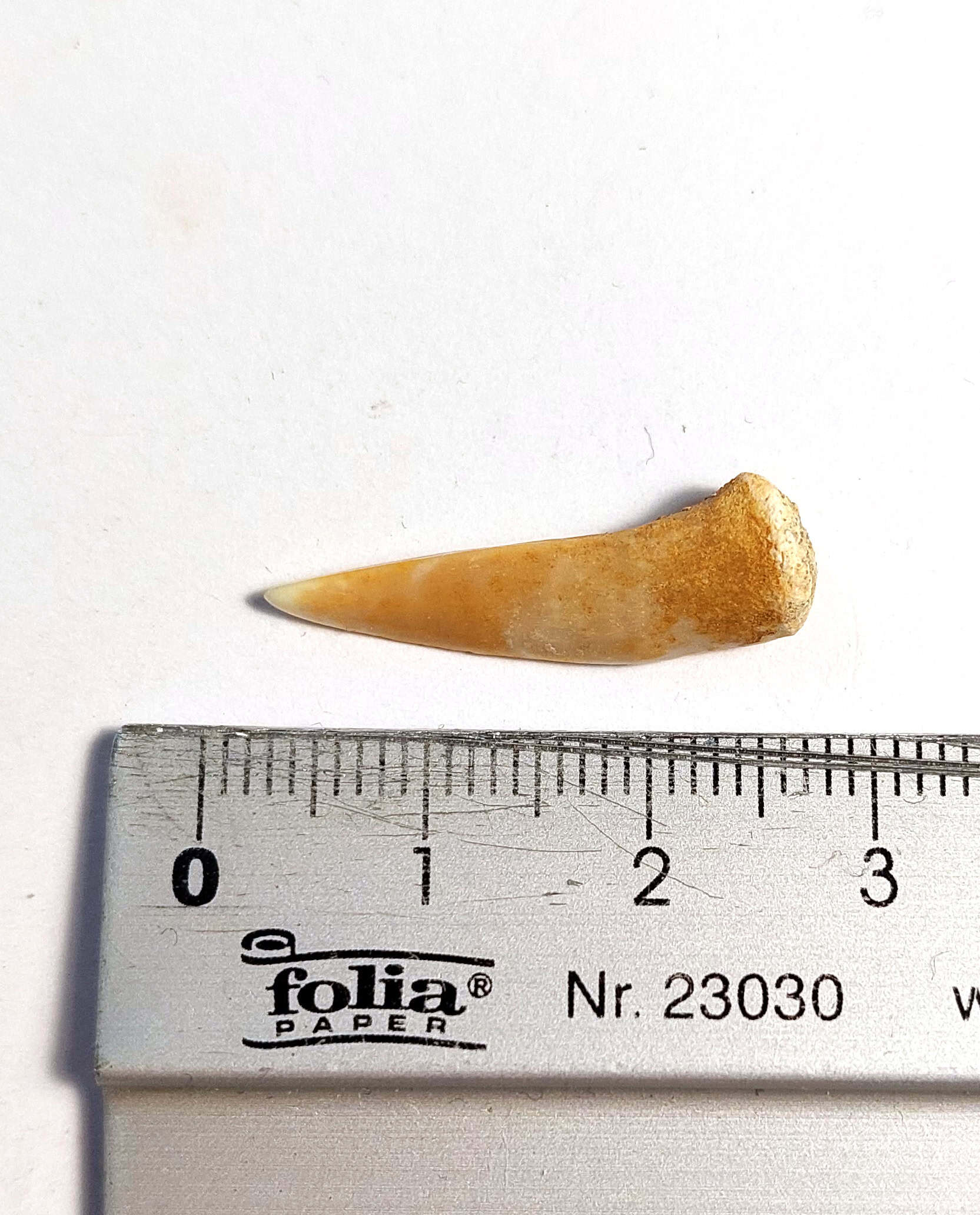 Dinte fosilizat autentic de pește răpitor Enchodus, 2,5 cm lungime, 70 mil ani, Cretacic, Maroc - Image 4