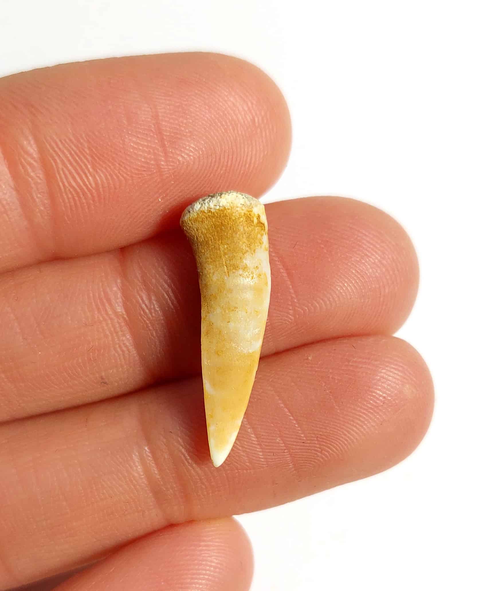 Dinte fosilizat autentic de pește răpitor Enchodus, 2,5 cm lungime, 70 mil ani, Cretacic, Maroc - Image 5