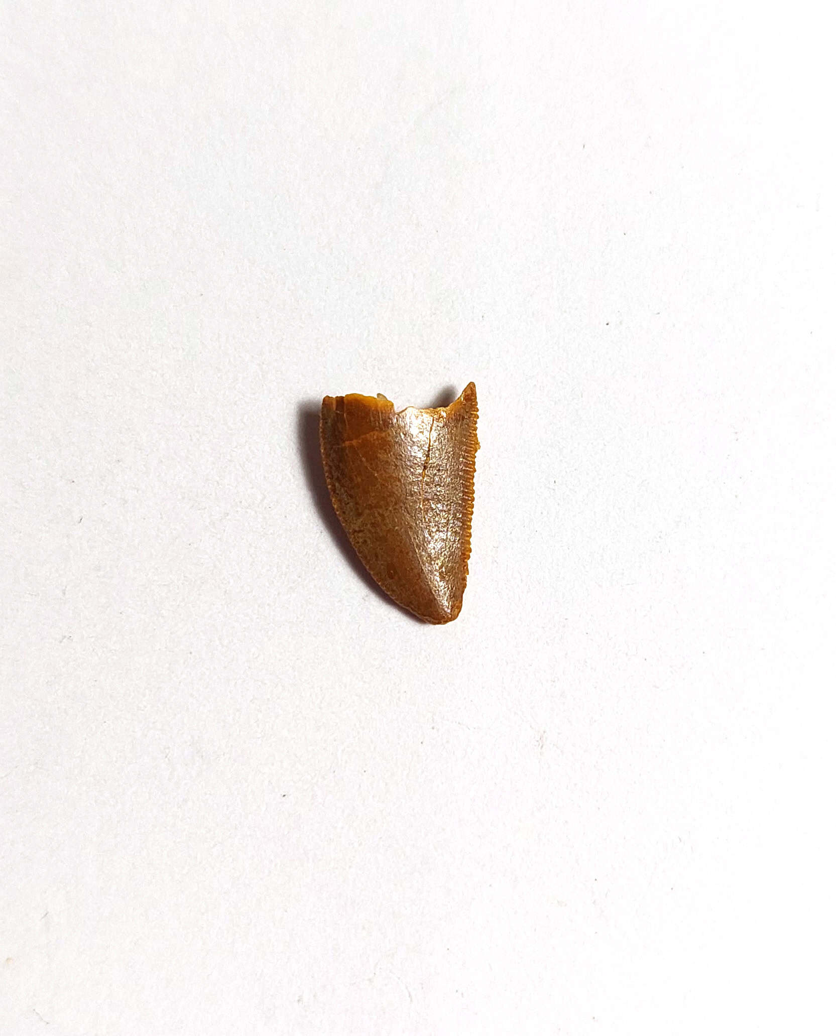 Dinte fosilizat autentic de Raptor/Abelisaur, 1,1 cm lungime, 96 mil ani, Cretacic, Maroc - Image 3