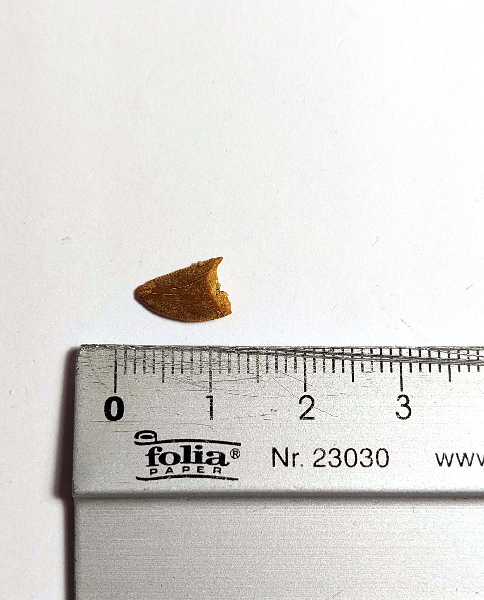 Dinte fosilizat autentic de Raptor/Abelisaur, 1,1 cm lungime, 96 mil ani, Cretacic, Maroc - Image 4