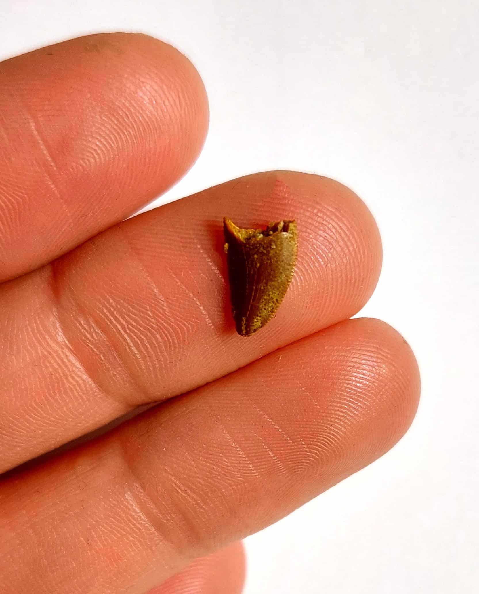 Dinte fosilizat autentic de Raptor/Abelisaur, 1,1 cm lungime, 96 mil ani, Cretacic, Maroc - Image 5