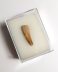 Authentic fossilized Spinosaurus tooth, 2.8 cm length, 93.5 - 99 million years old, Cretaceous, Morocco