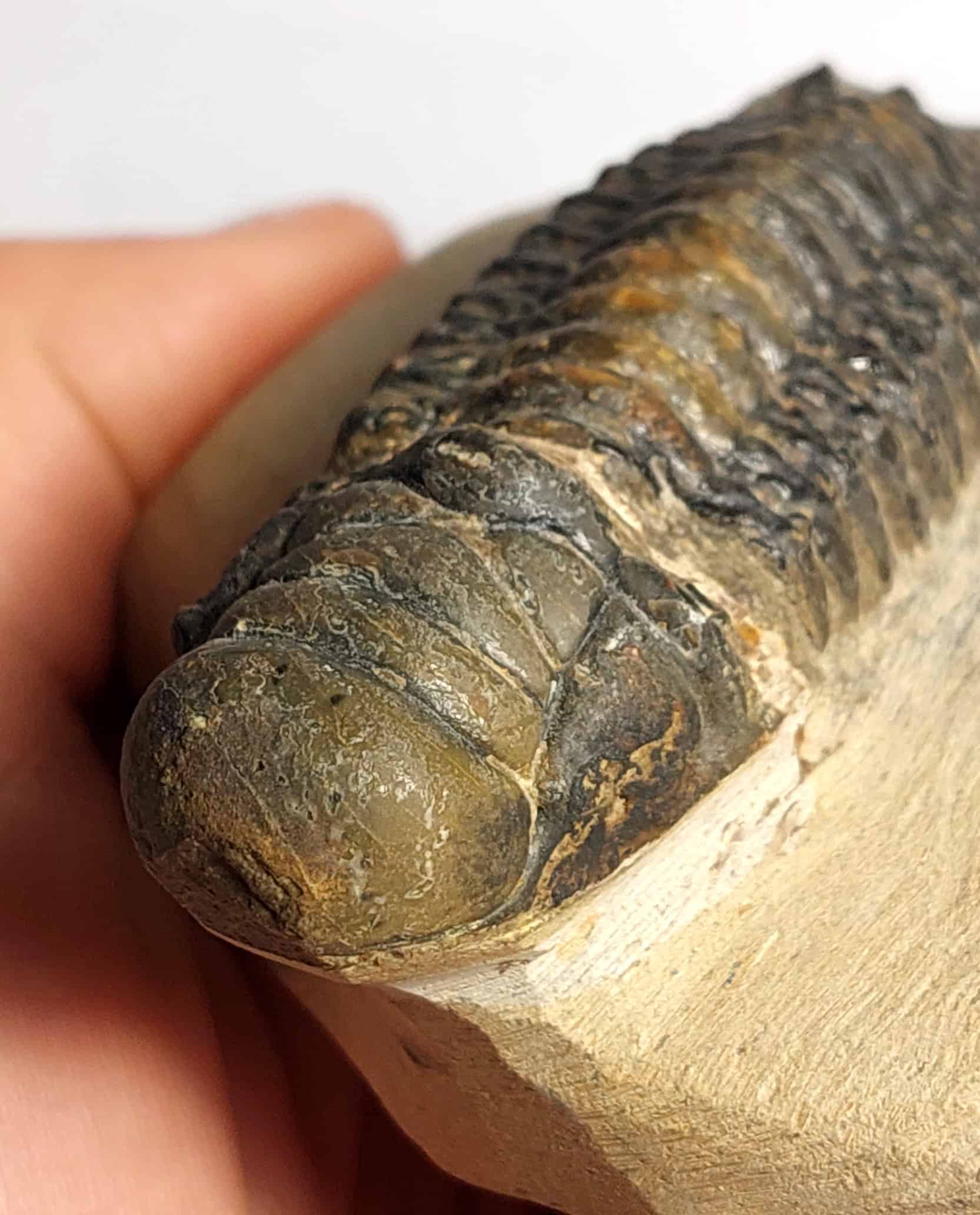 Trilobit fosilizat autentic Cheirurus gibbus XL, 8,0 cm lungime specimen, 360 mil ani, Devonian, Maroc - Image 11
