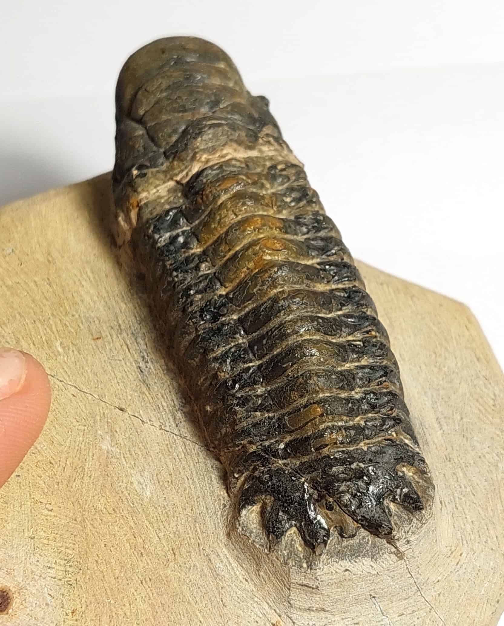 Trilobit fosilizat autentic Cheirurus gibbus XL, 8,0 cm lungime specimen, 360 mil ani, Devonian, Maroc - Image 12