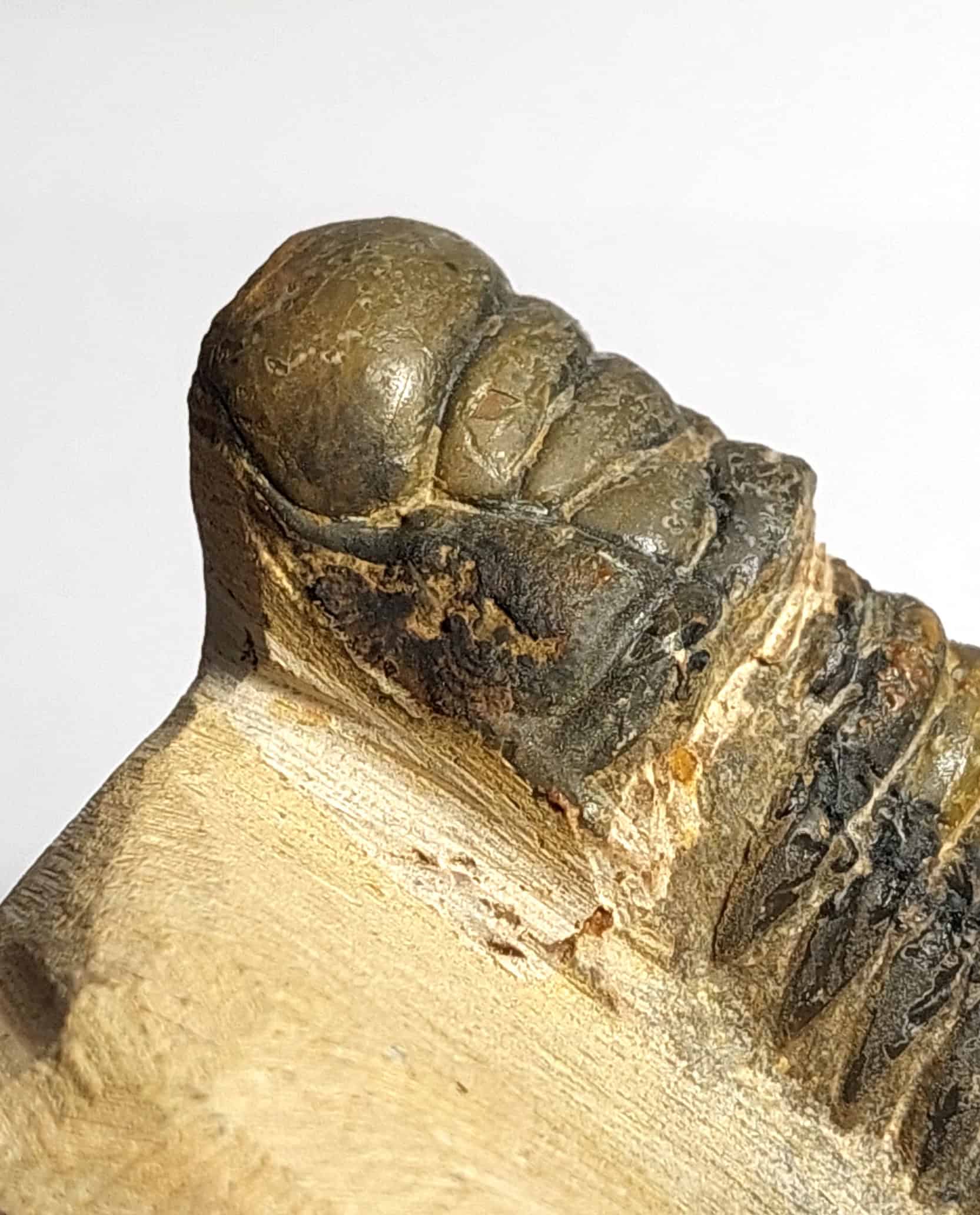 Trilobit fosilizat autentic Cheirurus gibbus XL, 8,0 cm lungime specimen, 360 mil ani, Devonian, Maroc - Image 13