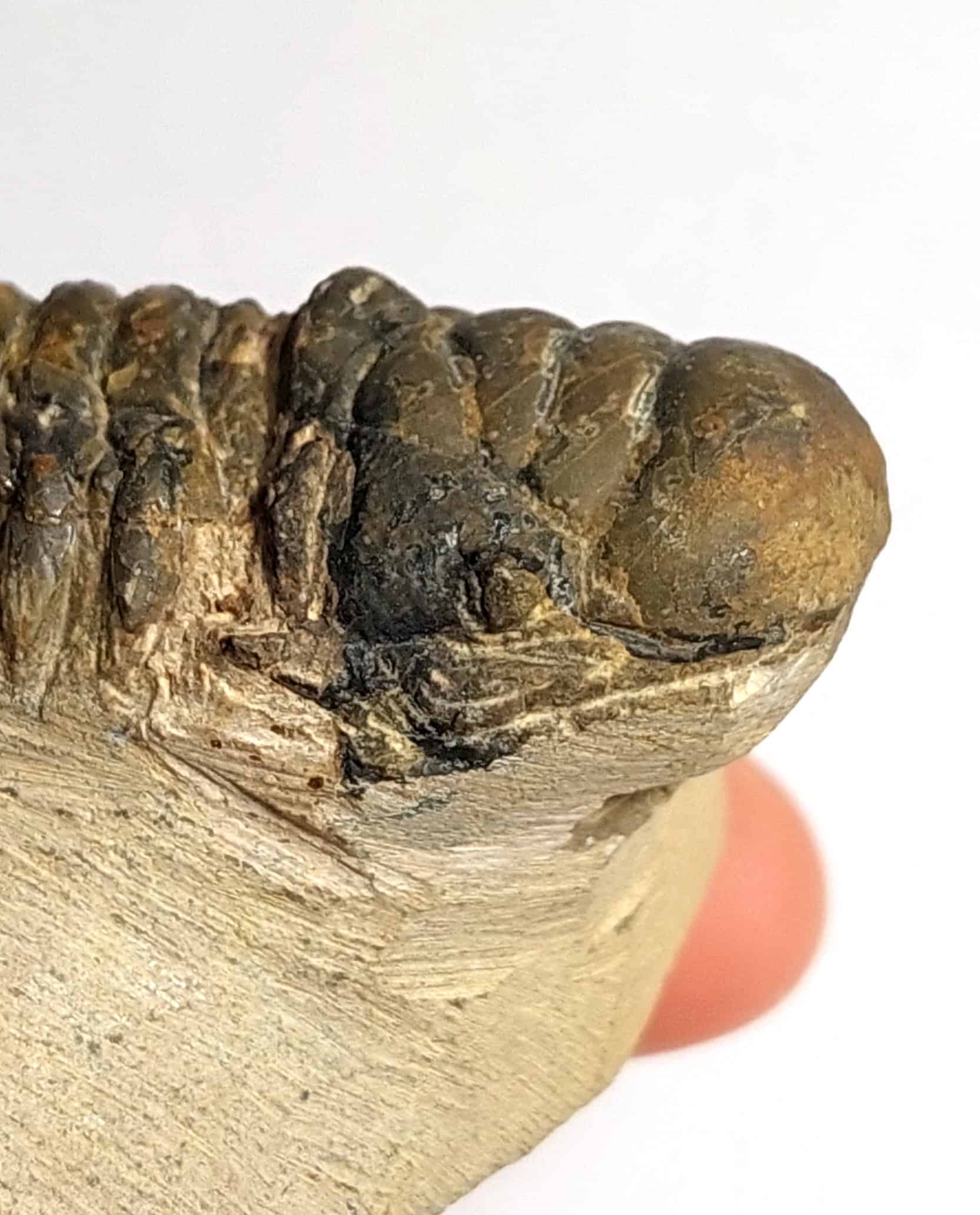 Trilobit fosilizat autentic Cheirurus gibbus XL, 8,0 cm lungime specimen, 360 mil ani, Devonian, Maroc - Image 14