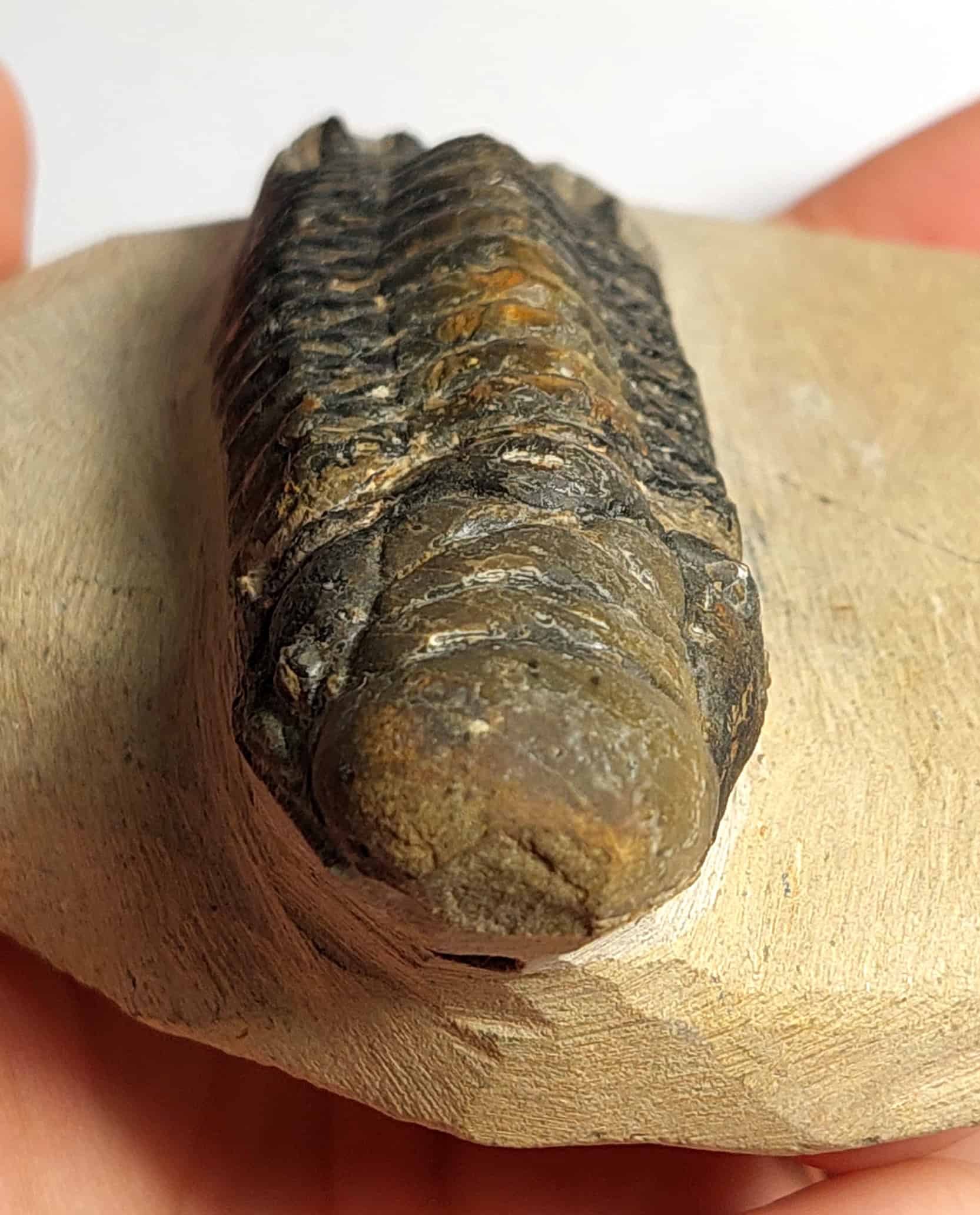 Trilobit fosilizat autentic Cheirurus gibbus XL, 8,0 cm lungime specimen, 360 mil ani, Devonian, Maroc - Image 15