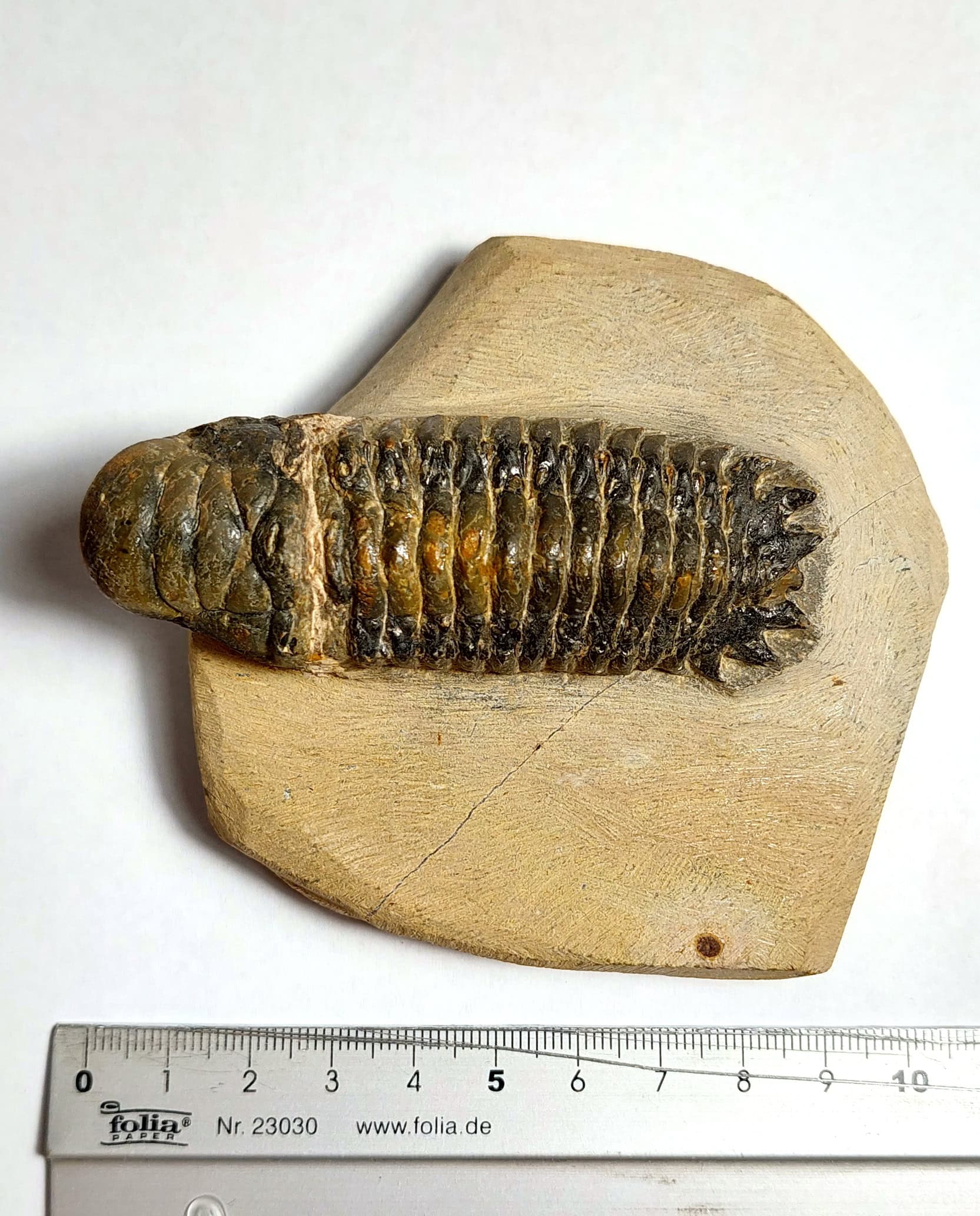 Trilobit fosilizat autentic Cheirurus gibbus XL, 8,0 cm lungime specimen, 360 mil ani, Devonian, Maroc - Image 16