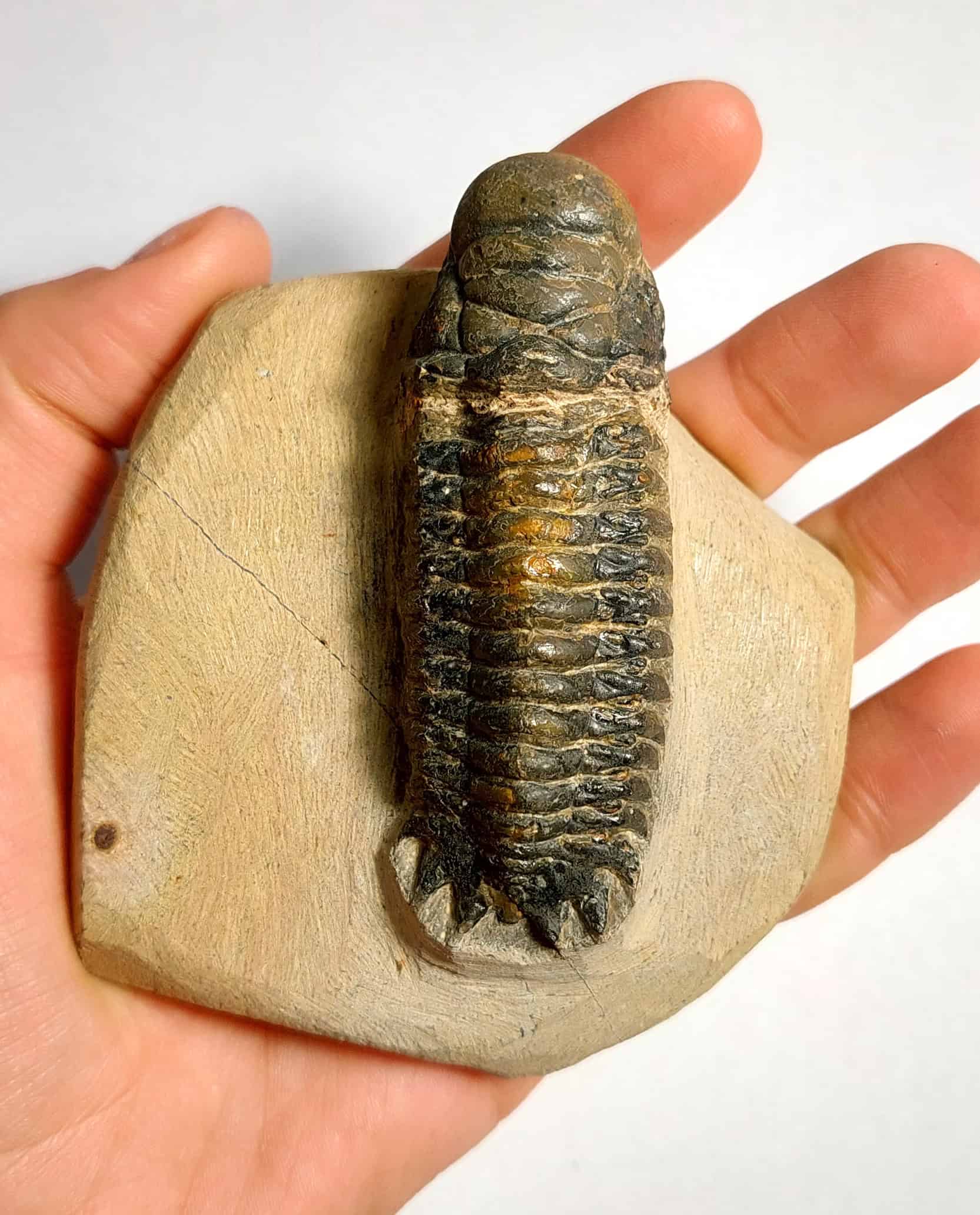 Trilobit fosilizat autentic Cheirurus gibbus XL, 8,0 cm lungime specimen, 360 mil ani, Devonian, Maroc - Image 17