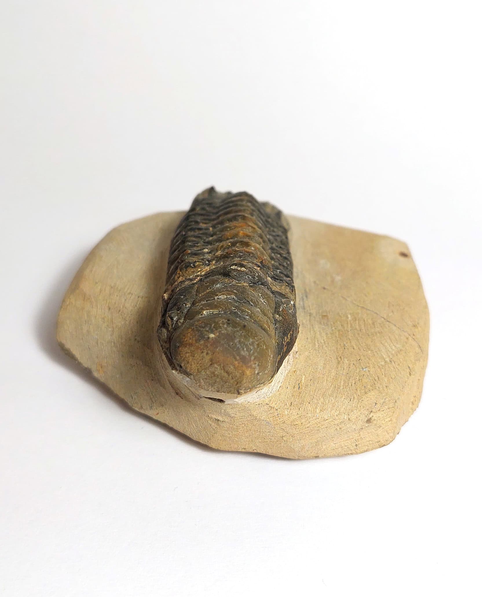 Trilobit fosilizat autentic Cheirurus gibbus XL, 8,0 cm lungime specimen, 360 mil ani, Devonian, Maroc - Image 3