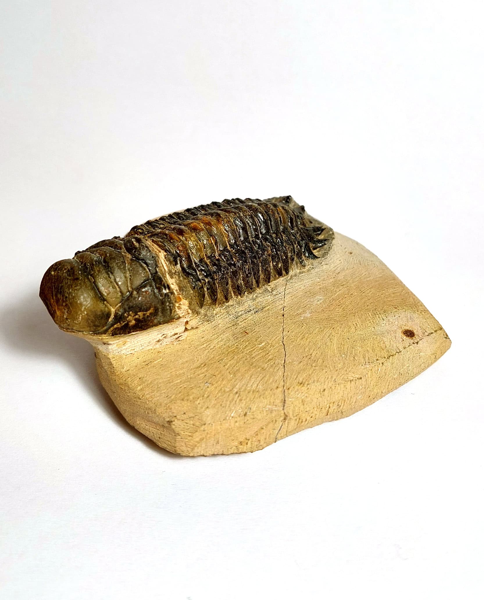 Trilobit fosilizat autentic Cheirurus gibbus XL, 8,0 cm lungime specimen, 360 mil ani, Devonian, Maroc - Image 4