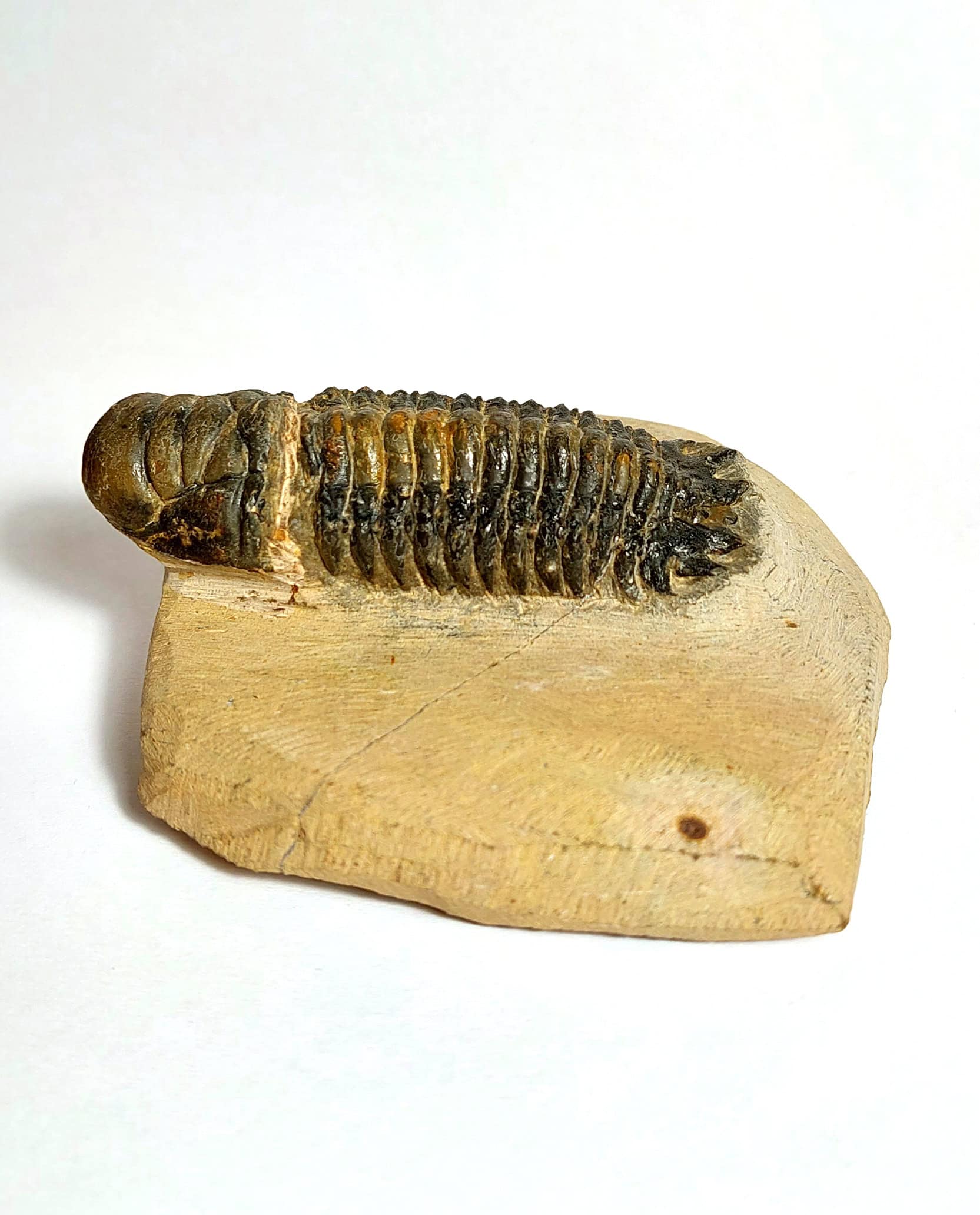 Trilobit fosilizat autentic Cheirurus gibbus XL, 8,0 cm lungime specimen, 360 mil ani, Devonian, Maroc - Image 5