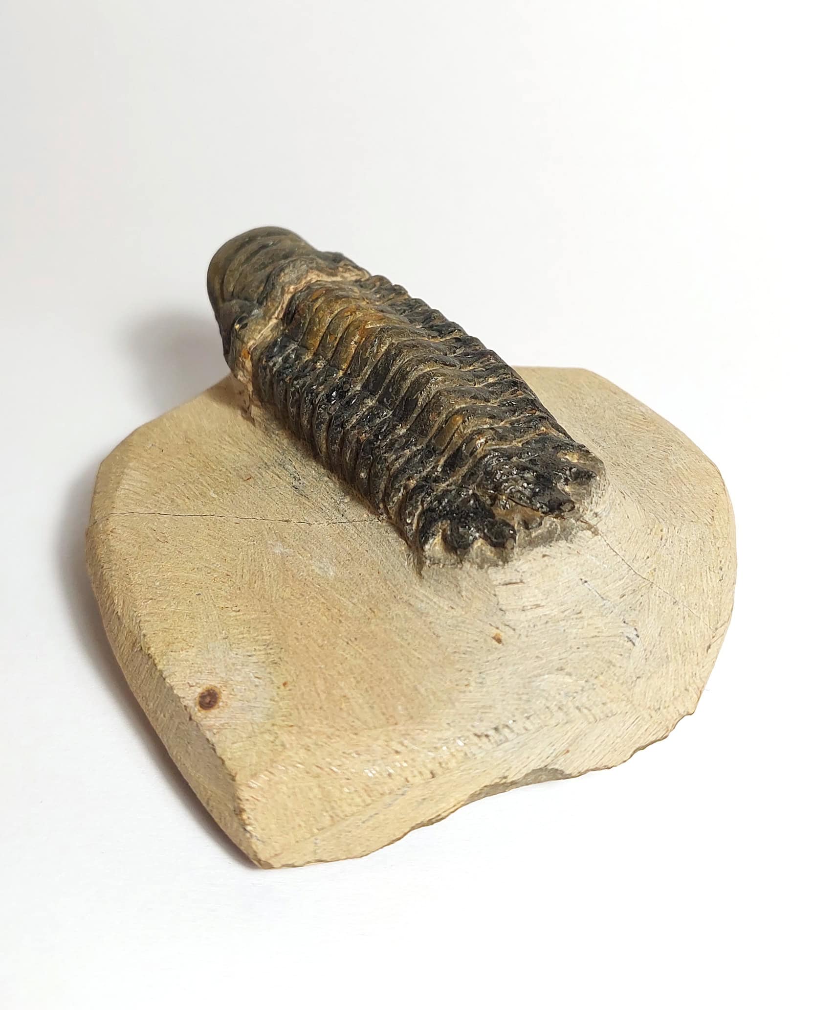 Trilobit fosilizat autentic Cheirurus gibbus XL, 8,0 cm lungime specimen, 360 mil ani, Devonian, Maroc - Image 6