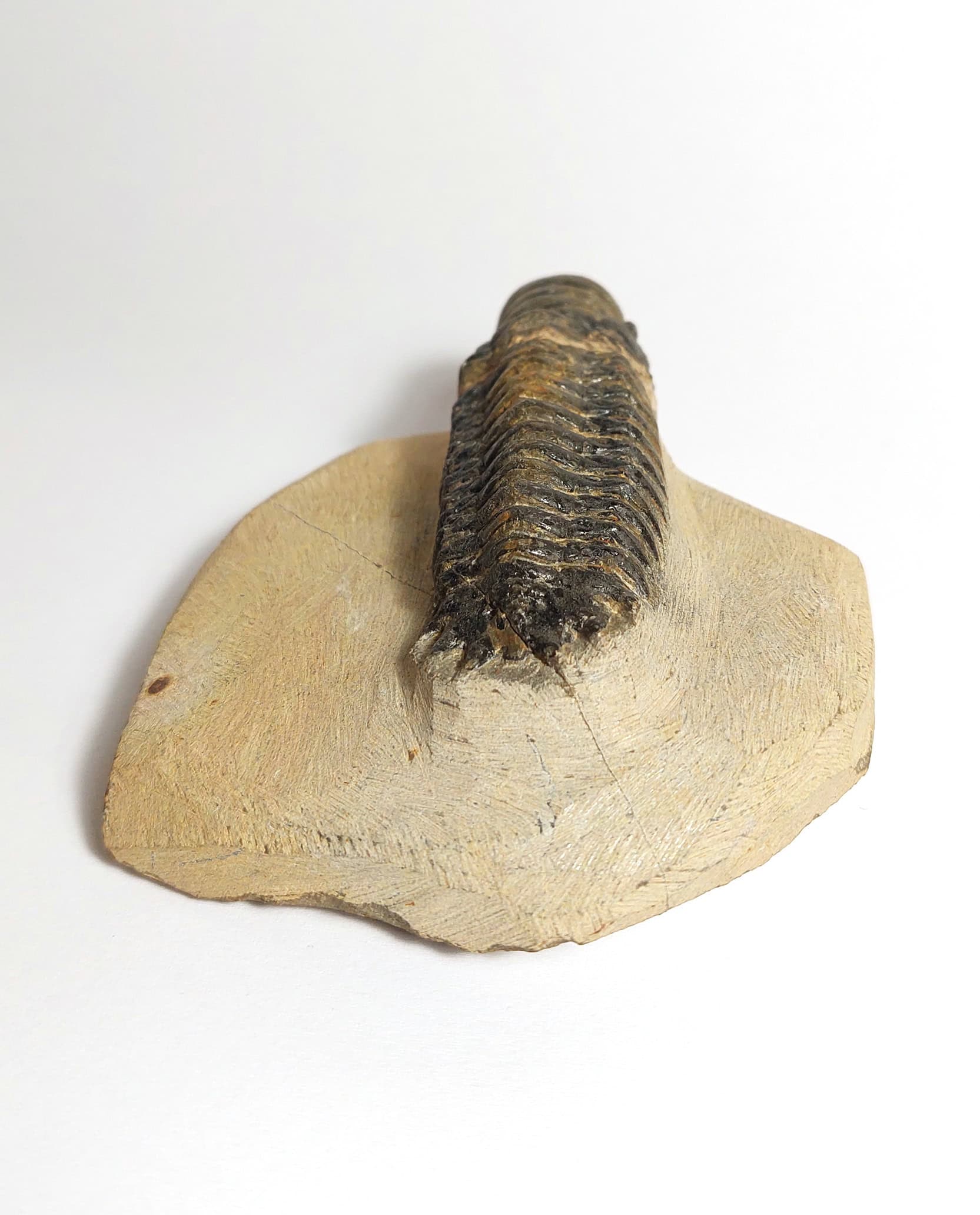 Trilobit fosilizat autentic Cheirurus gibbus XL, 8,0 cm lungime specimen, 360 mil ani, Devonian, Maroc - Image 7