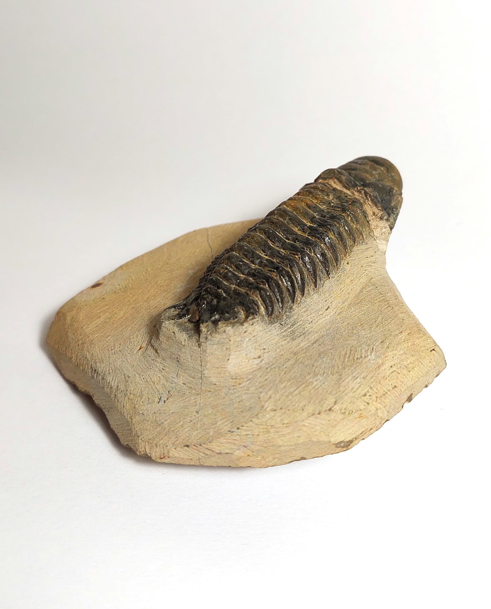 Trilobit fosilizat autentic Cheirurus gibbus XL, 8,0 cm lungime specimen, 360 mil ani, Devonian, Maroc - Image 8