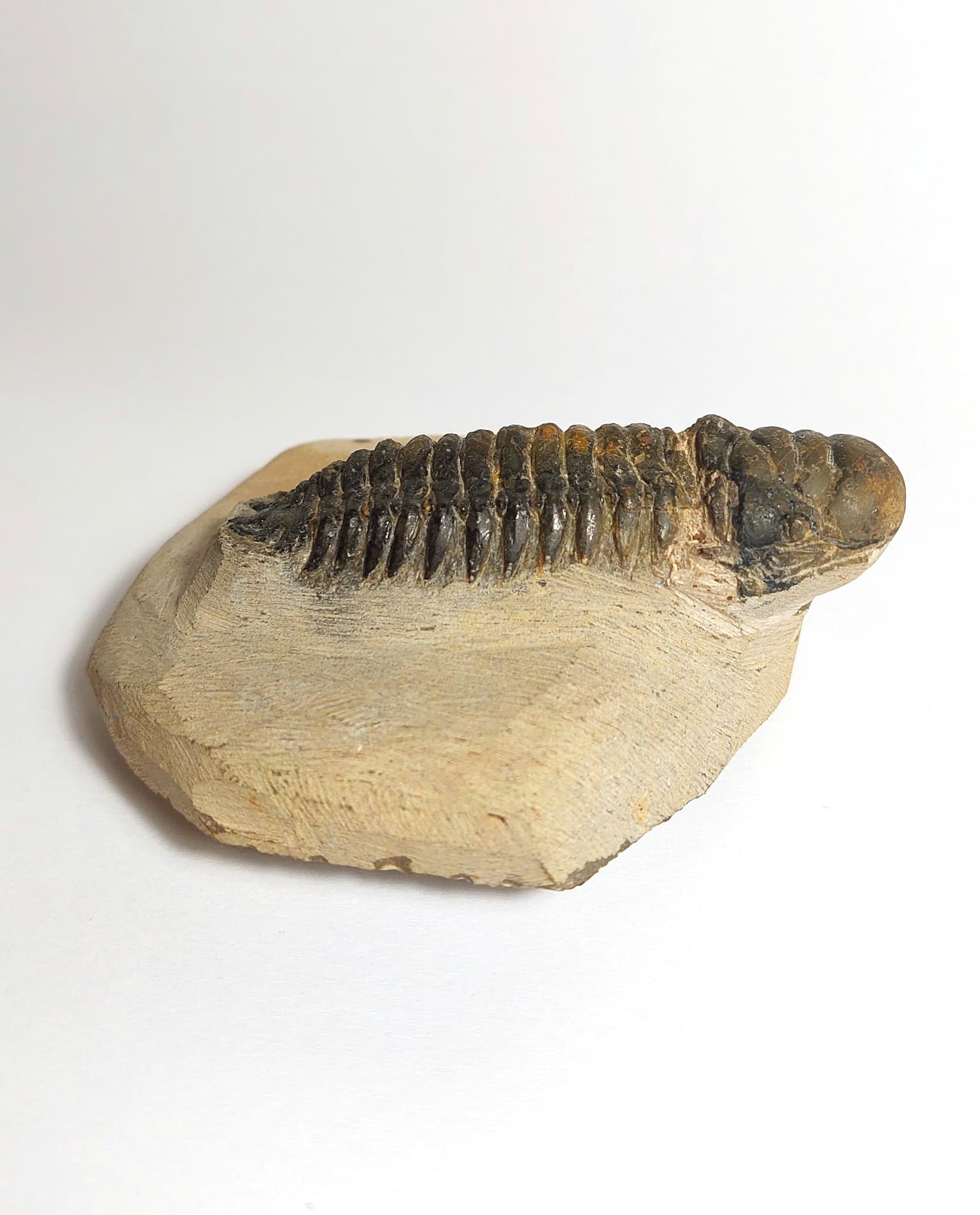 Trilobit fosilizat autentic Cheirurus gibbus XL, 8,0 cm lungime specimen, 360 mil ani, Devonian, Maroc - Image 9