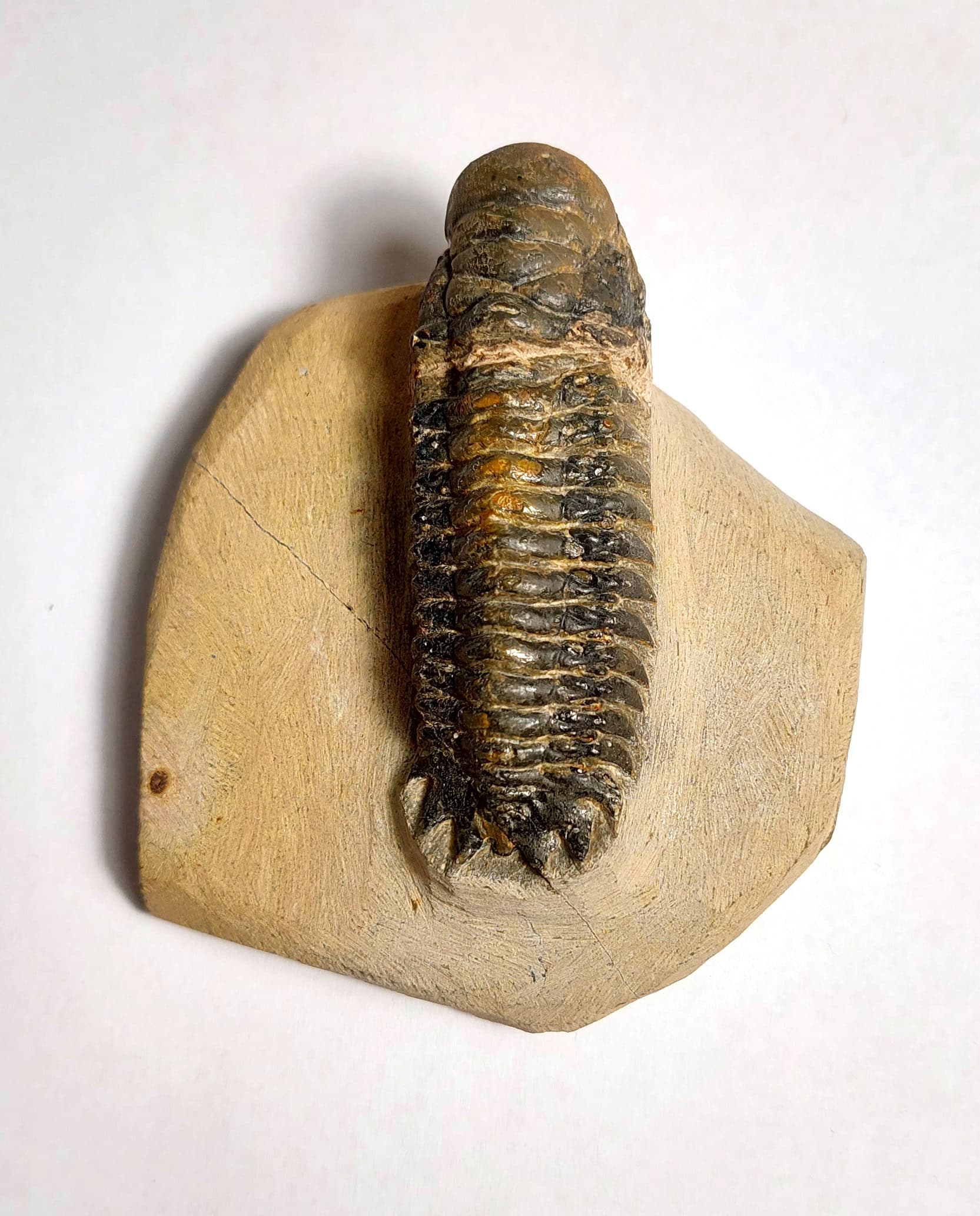 Trilobit fosilizat autentic Cheirurus gibbus XL, 8,0 cm lungime specimen, 360 mil ani, Devonian, Maroc - Image 10