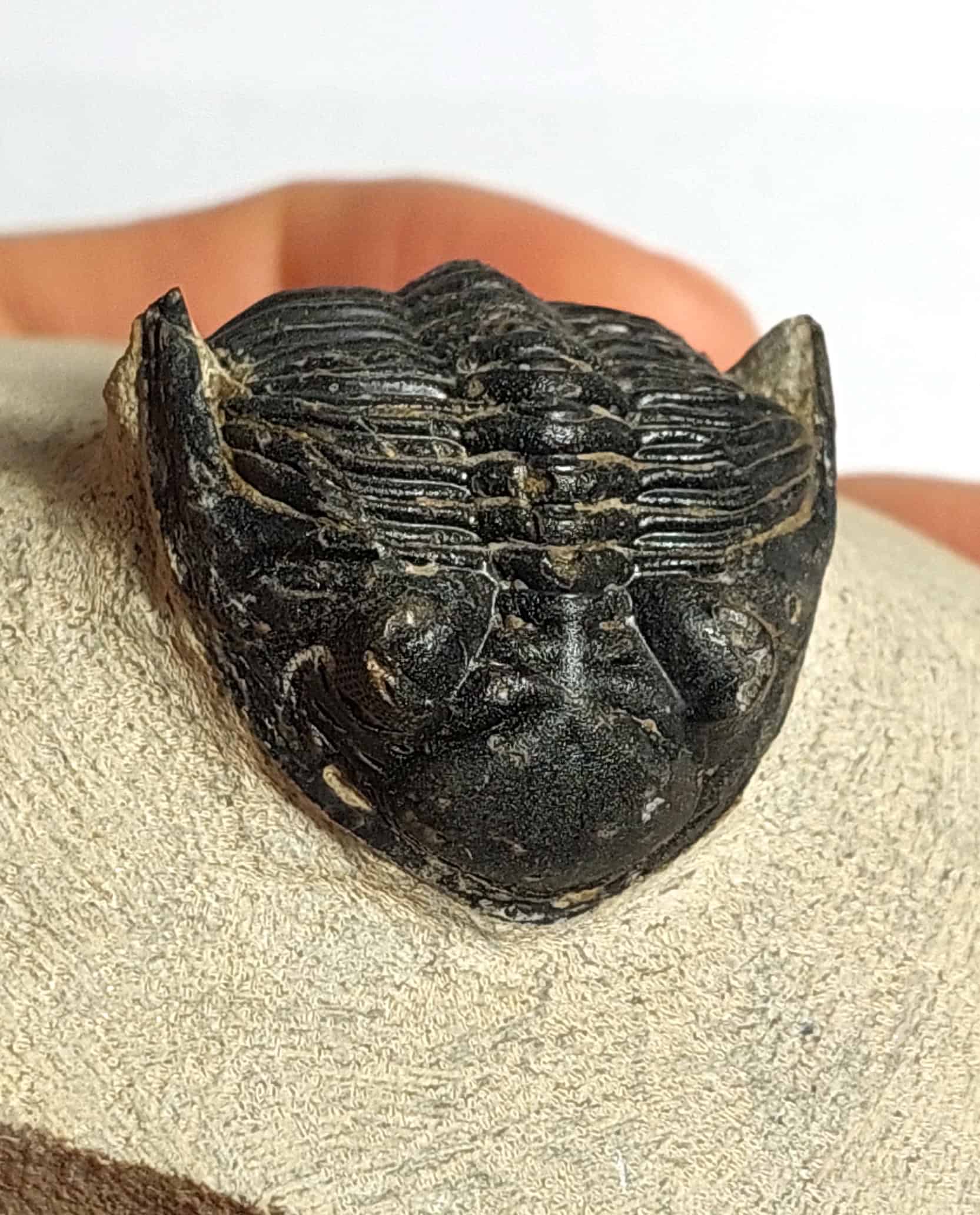 Trilobit fosilizat autentic Hollardops mesocristata, 5,5 cm lungime specimen, 360 mil ani, Devonian, Maroc - Image 11