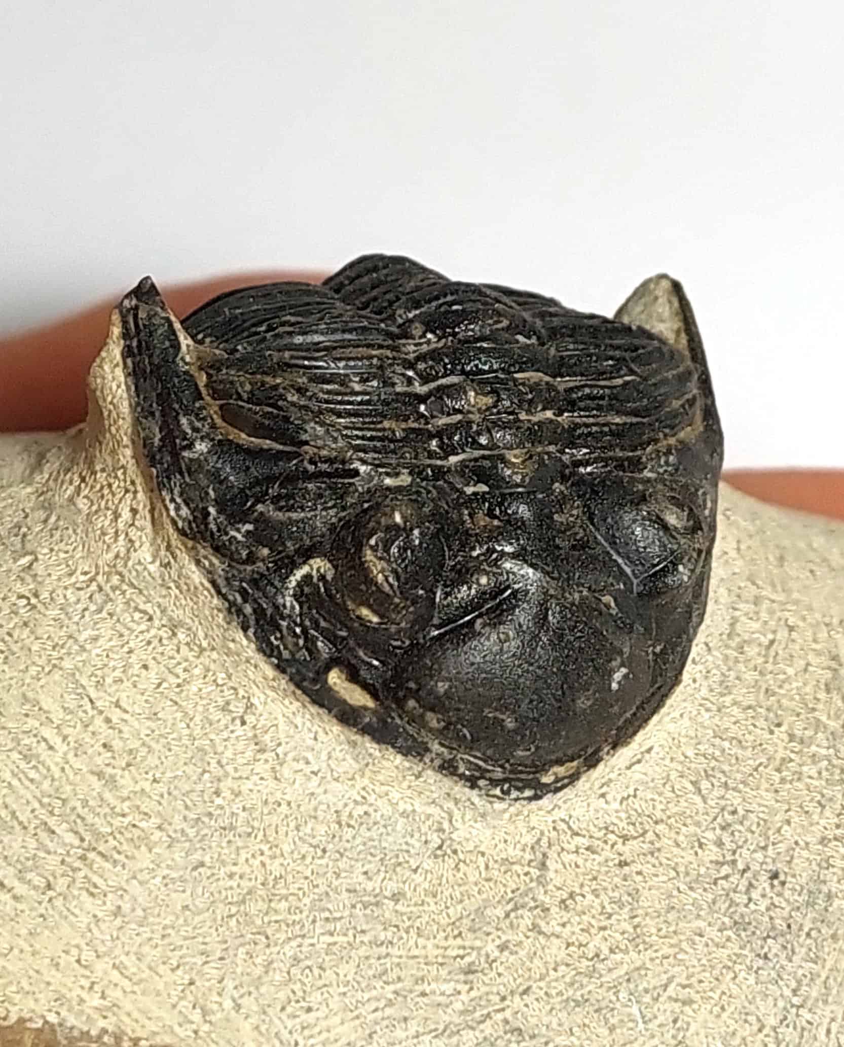 Trilobit fosilizat autentic Hollardops mesocristata, 5,5 cm lungime specimen, 360 mil ani, Devonian, Maroc - Image 12