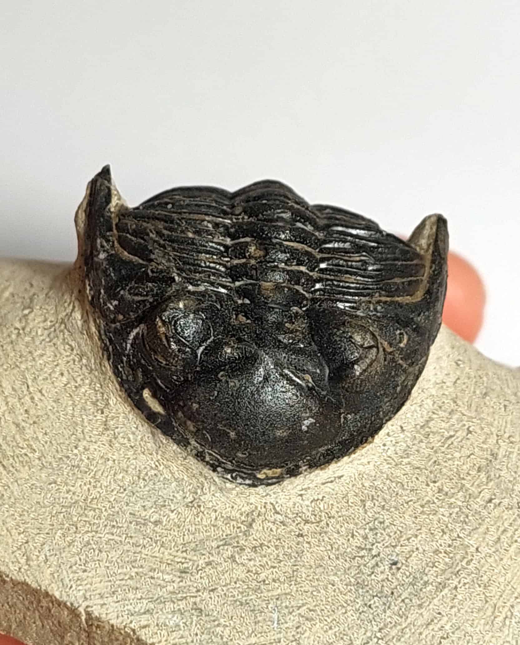 Trilobit fosilizat autentic Hollardops mesocristata, 5,5 cm lungime specimen, 360 mil ani, Devonian, Maroc - Image 13