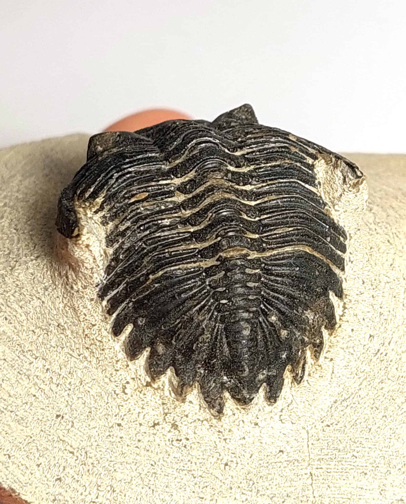 Trilobit fosilizat autentic Hollardops mesocristata, 5,5 cm lungime specimen, 360 mil ani, Devonian, Maroc - Image 14