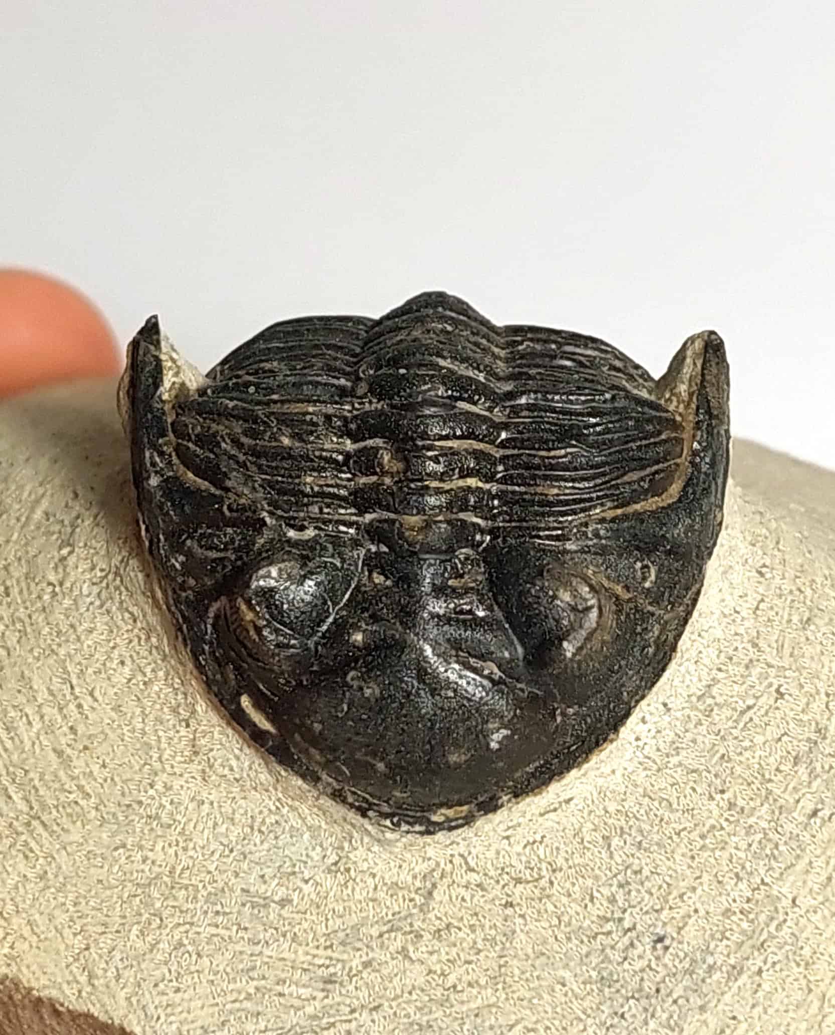Trilobit fosilizat autentic Hollardops mesocristata, 5,5 cm lungime specimen, 360 mil ani, Devonian, Maroc - Image 15