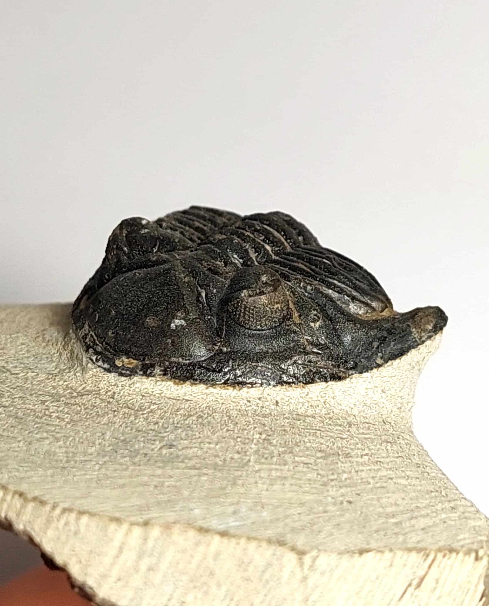 Trilobit fosilizat autentic Hollardops mesocristata, 5,5 cm lungime specimen, 360 mil ani, Devonian, Maroc - Image 16