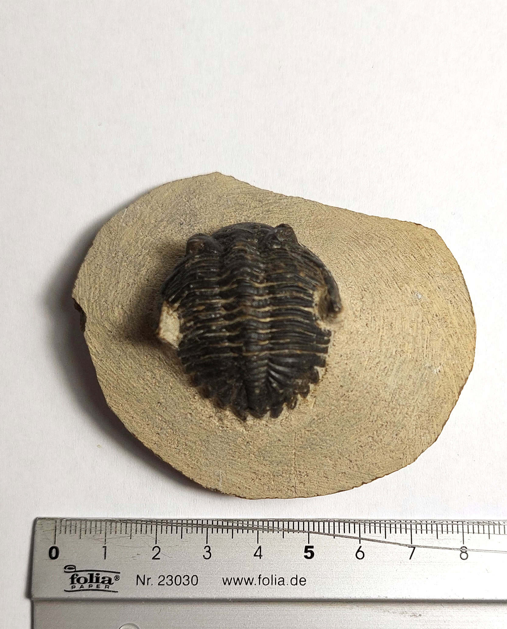 Trilobit fosilizat autentic Hollardops mesocristata, 5,5 cm lungime specimen, 360 mil ani, Devonian, Maroc - Image 17