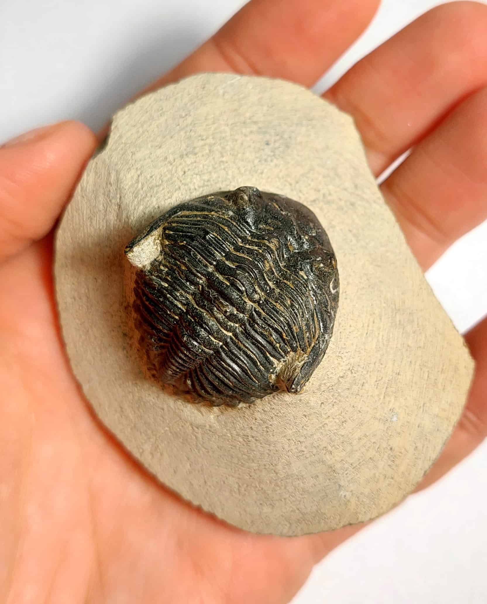 Trilobit fosilizat autentic Hollardops mesocristata, 5,5 cm lungime specimen, 360 mil ani, Devonian, Maroc - Image 18