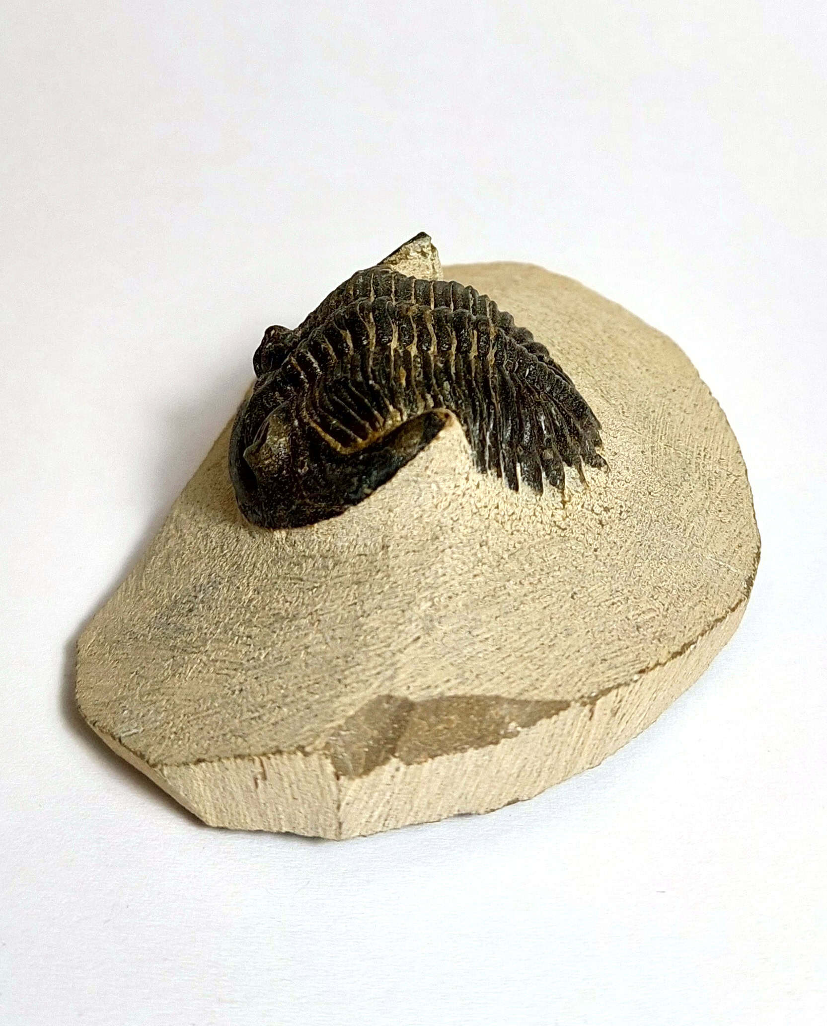 Trilobit fosilizat autentic Hollardops mesocristata, 5,5 cm lungime specimen, 360 mil ani, Devonian, Maroc - Image 3