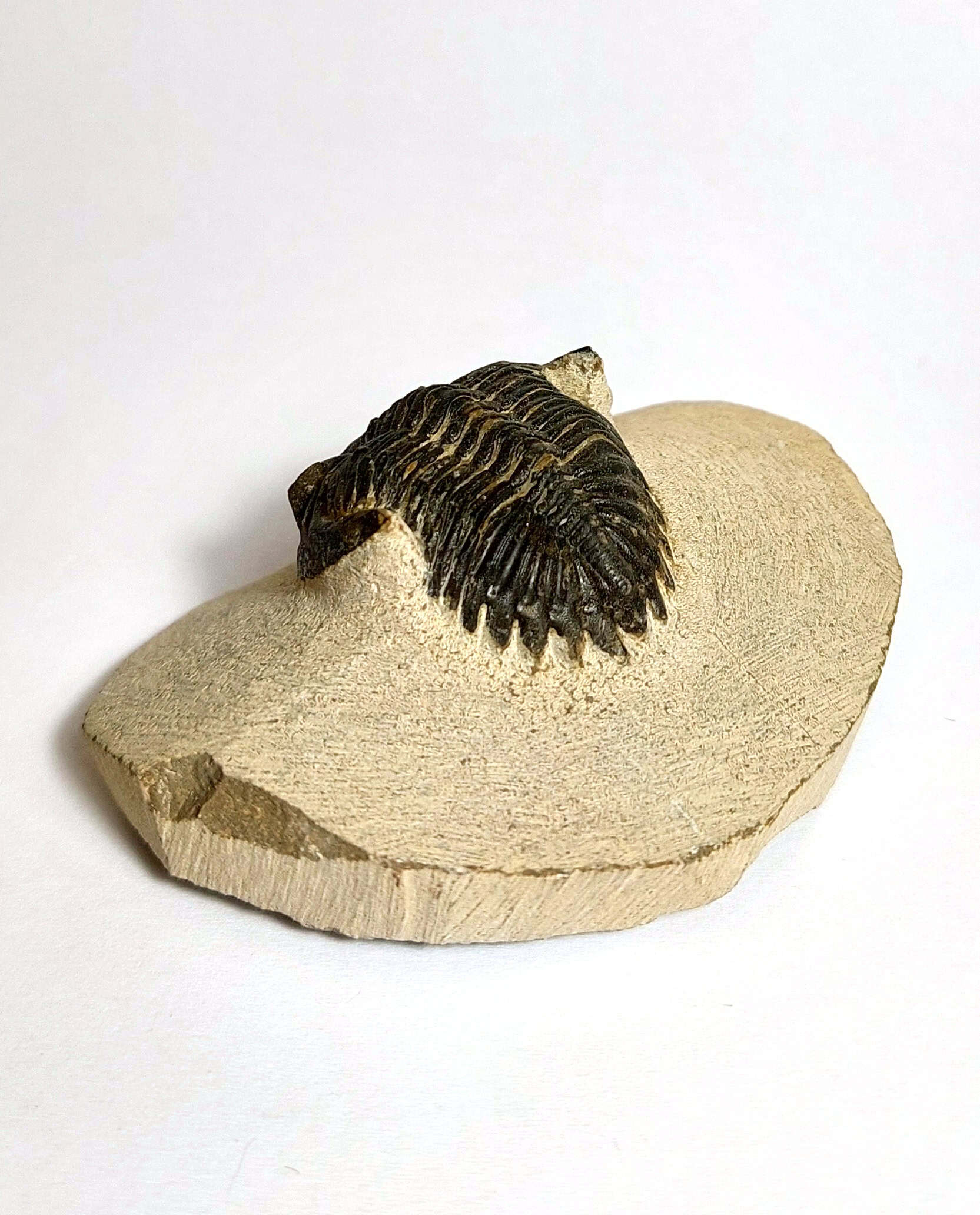 Trilobit fosilizat autentic Hollardops mesocristata, 5,5 cm lungime specimen, 360 mil ani, Devonian, Maroc - Image 4