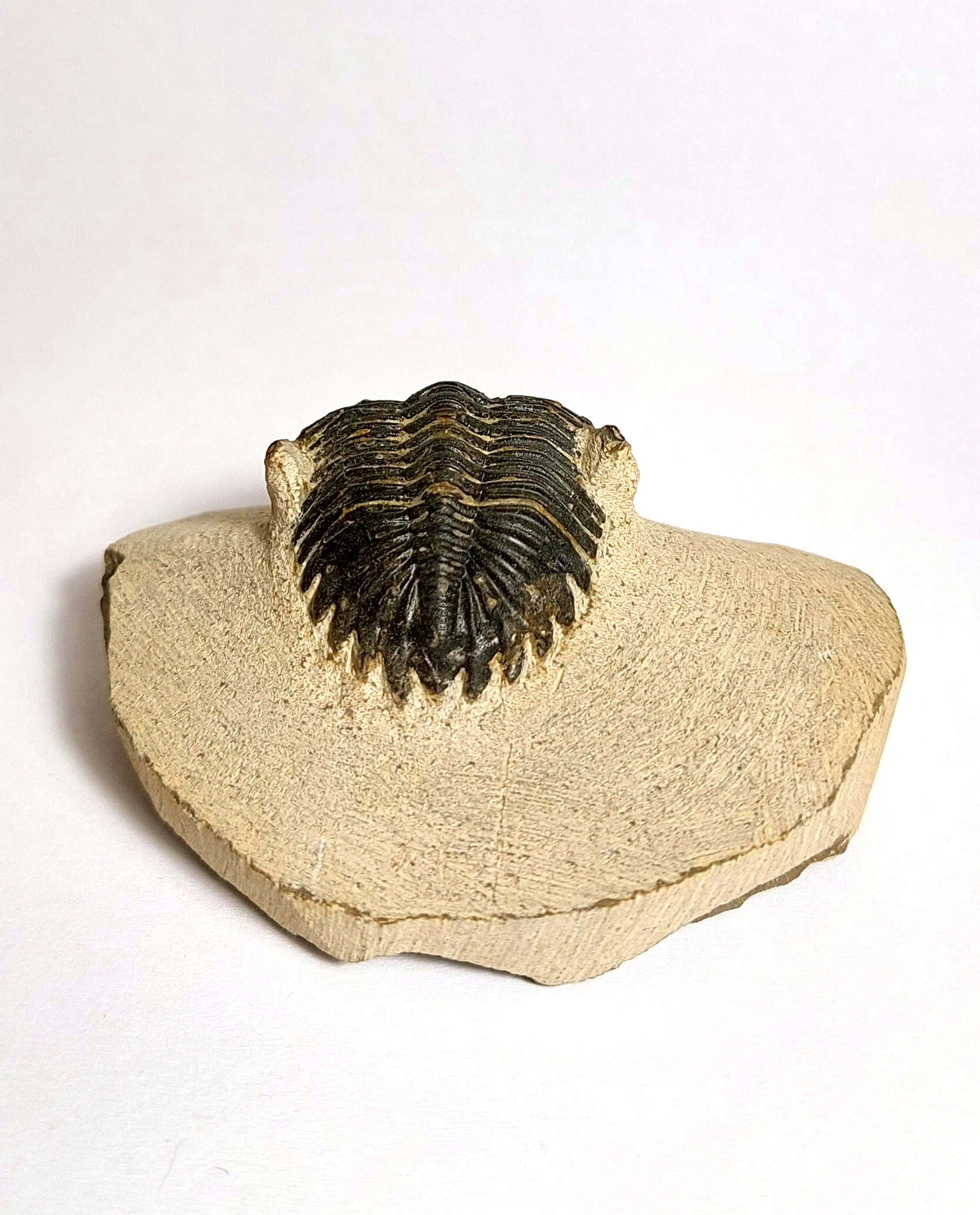 Trilobit fosilizat autentic Hollardops mesocristata, 5,5 cm lungime specimen, 360 mil ani, Devonian, Maroc - Image 5